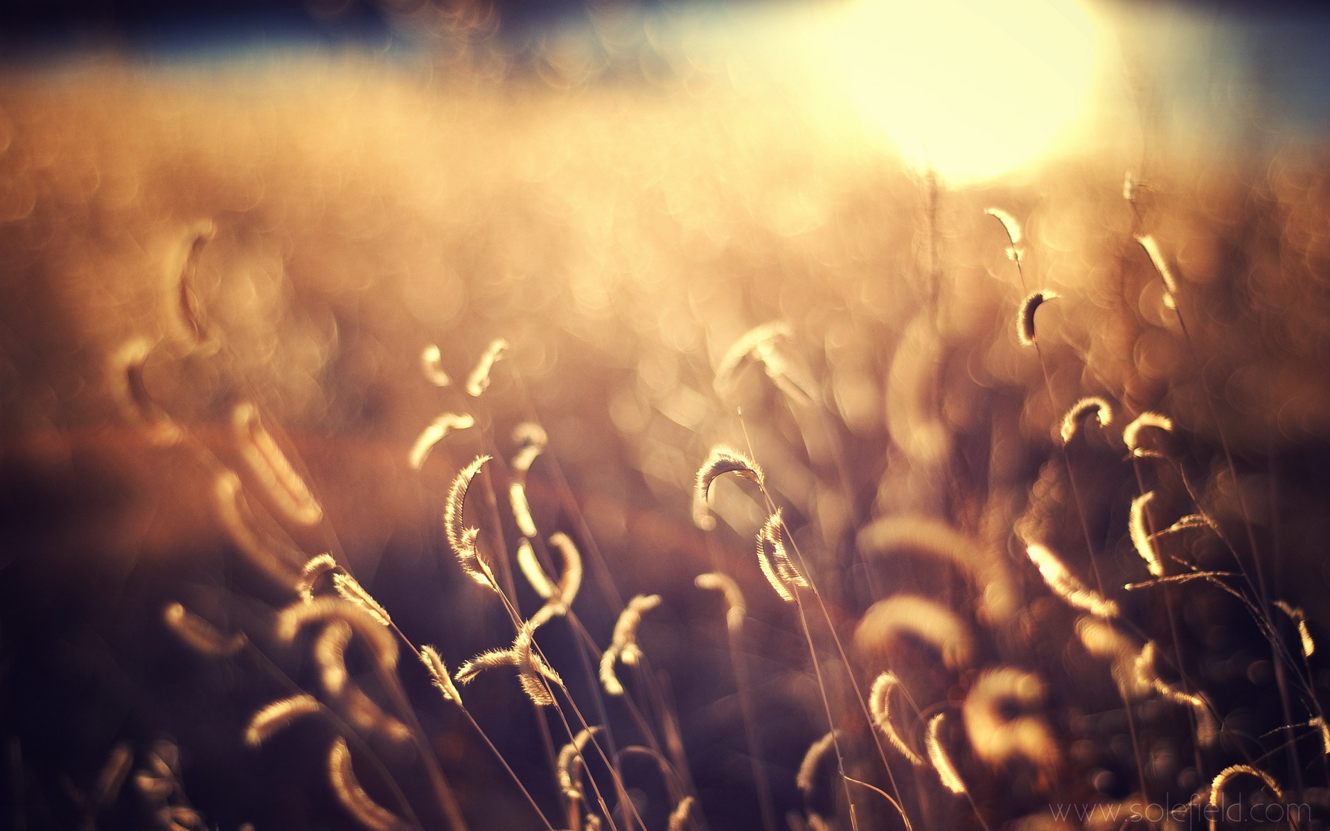 清新,花卉,浪漫,美丽2012Y十月28D