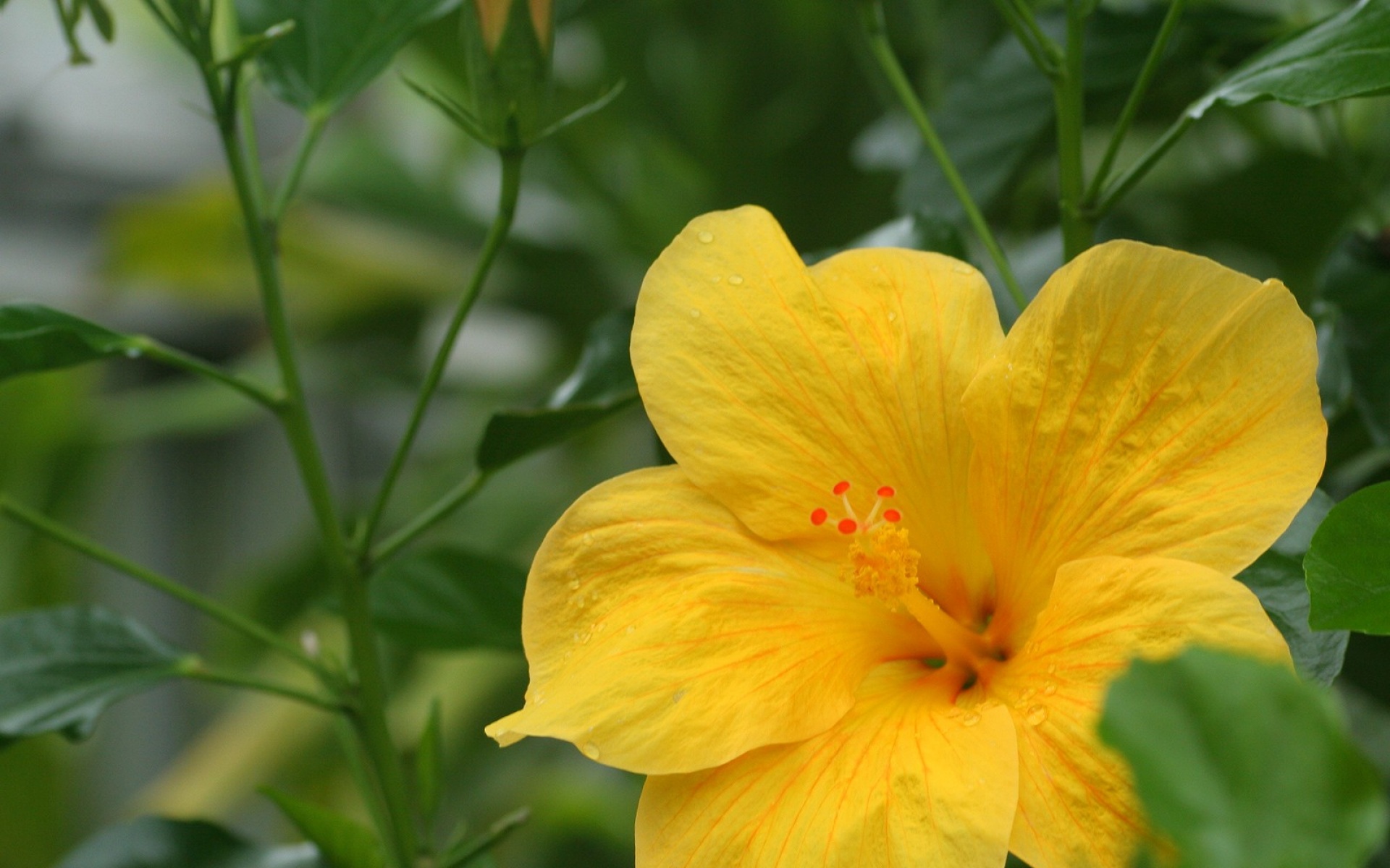 小清新,静物写真,花卉,儿童桌面专用