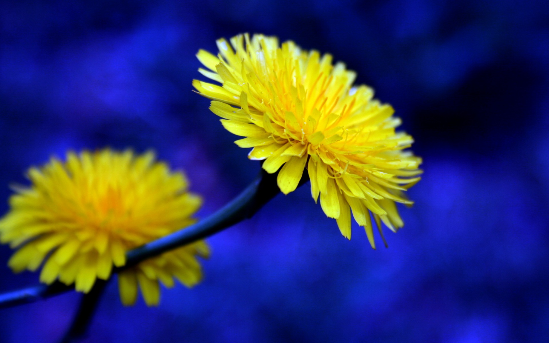 清新,花卉,浪漫,美丽2012Y十月28D,儿童桌面专用