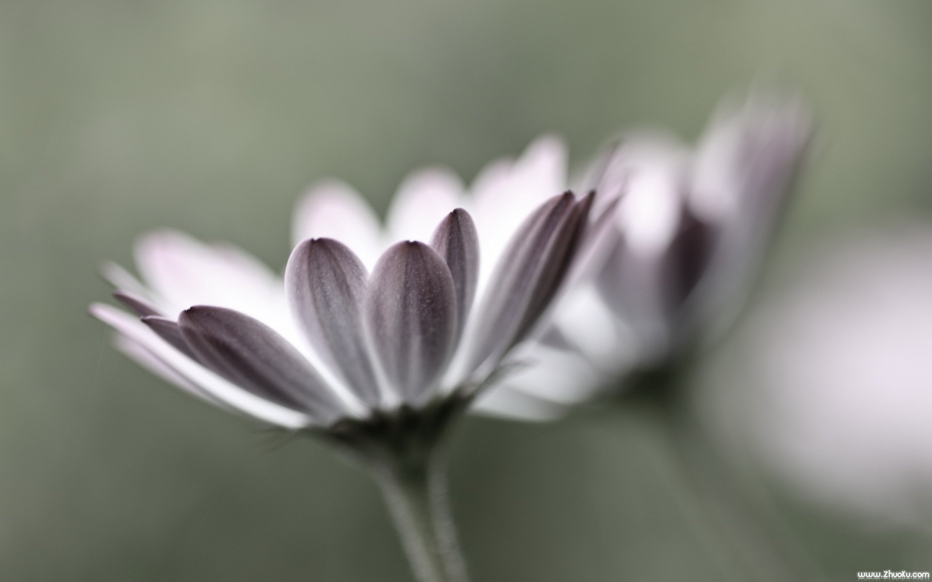 小清新,清新淡雅,花卉,儿童桌面专用