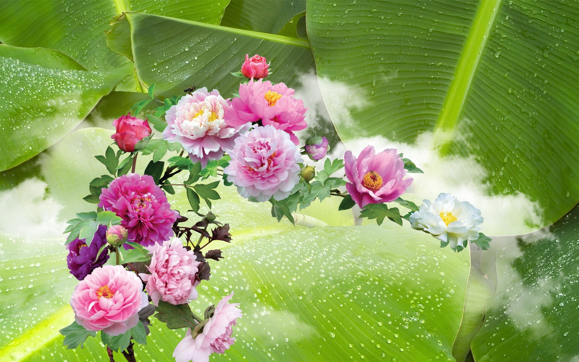 清新,花卉,浪漫,美丽2012Y十月28D,儿童桌面专用