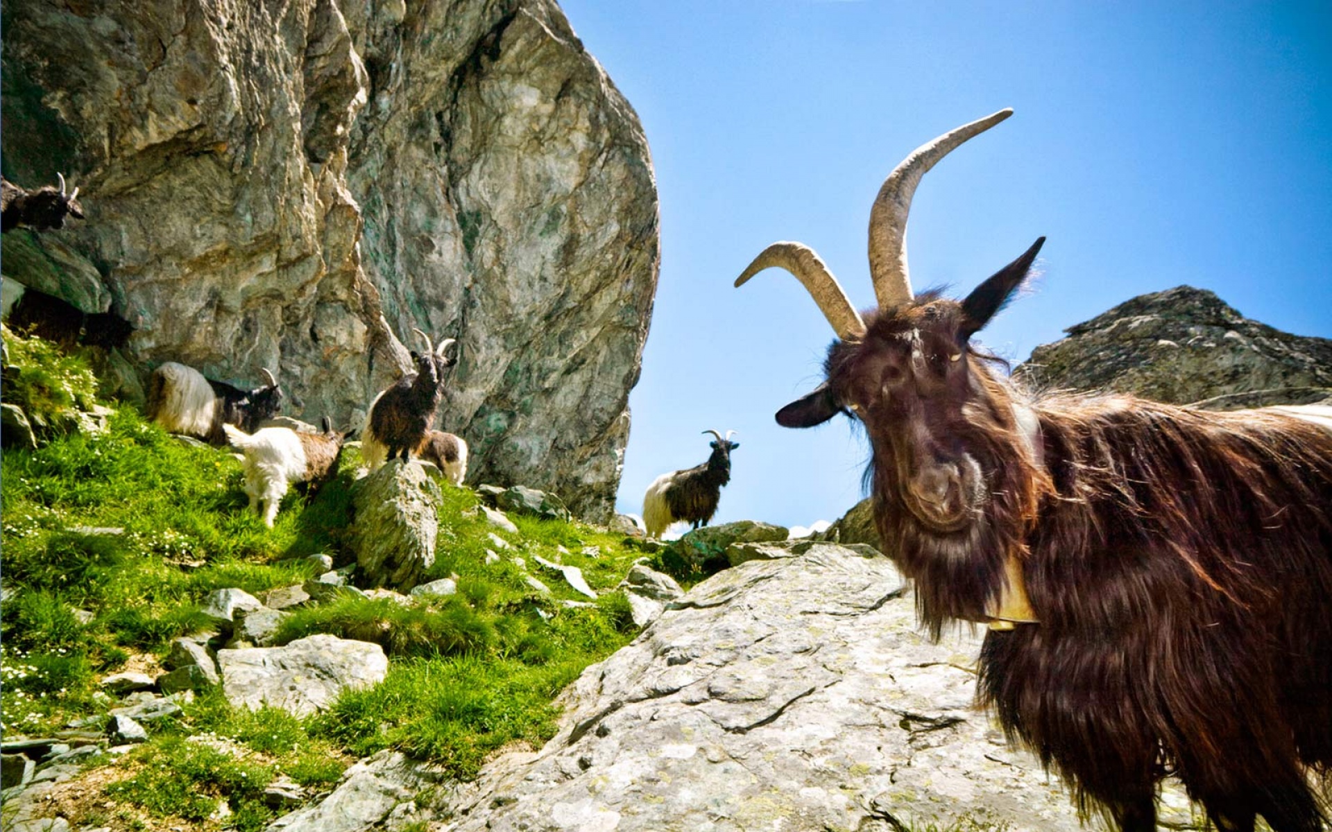 世界地理,动物,高清,2012Y十一月03D,儿童桌面专用