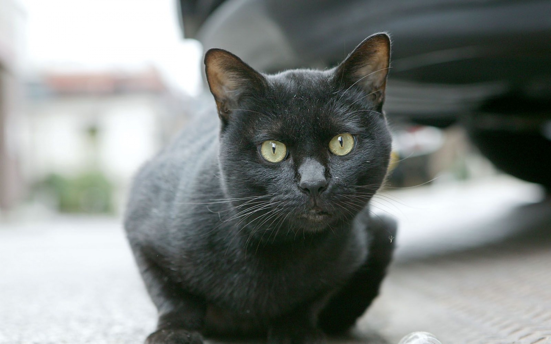 街角,小猫咪,摄影,高清,猫,动物,2012Y十月31D,儿童桌面专用