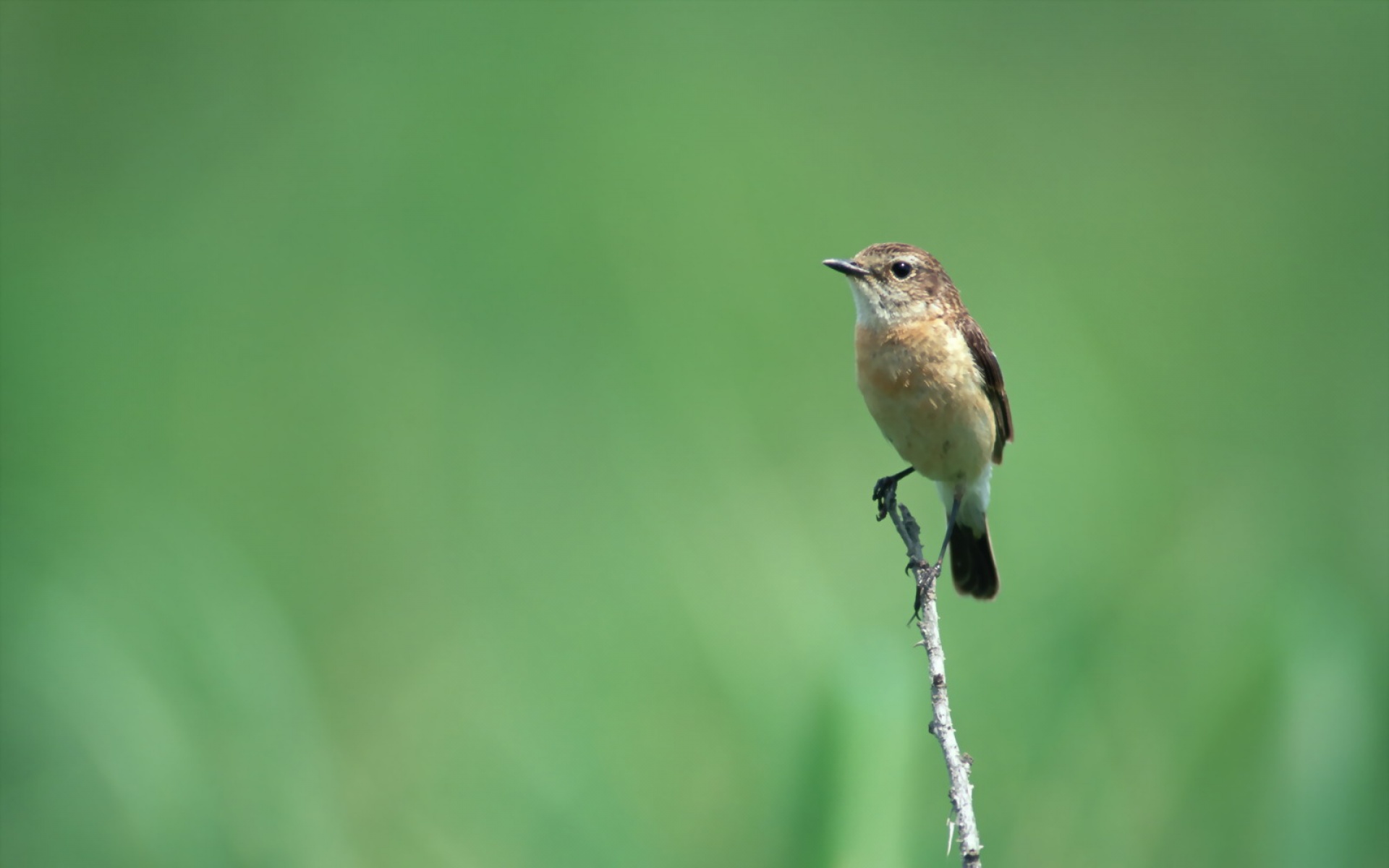 高清,鸟,动物,摄影,2012Y十一月03D,儿童桌面专用
