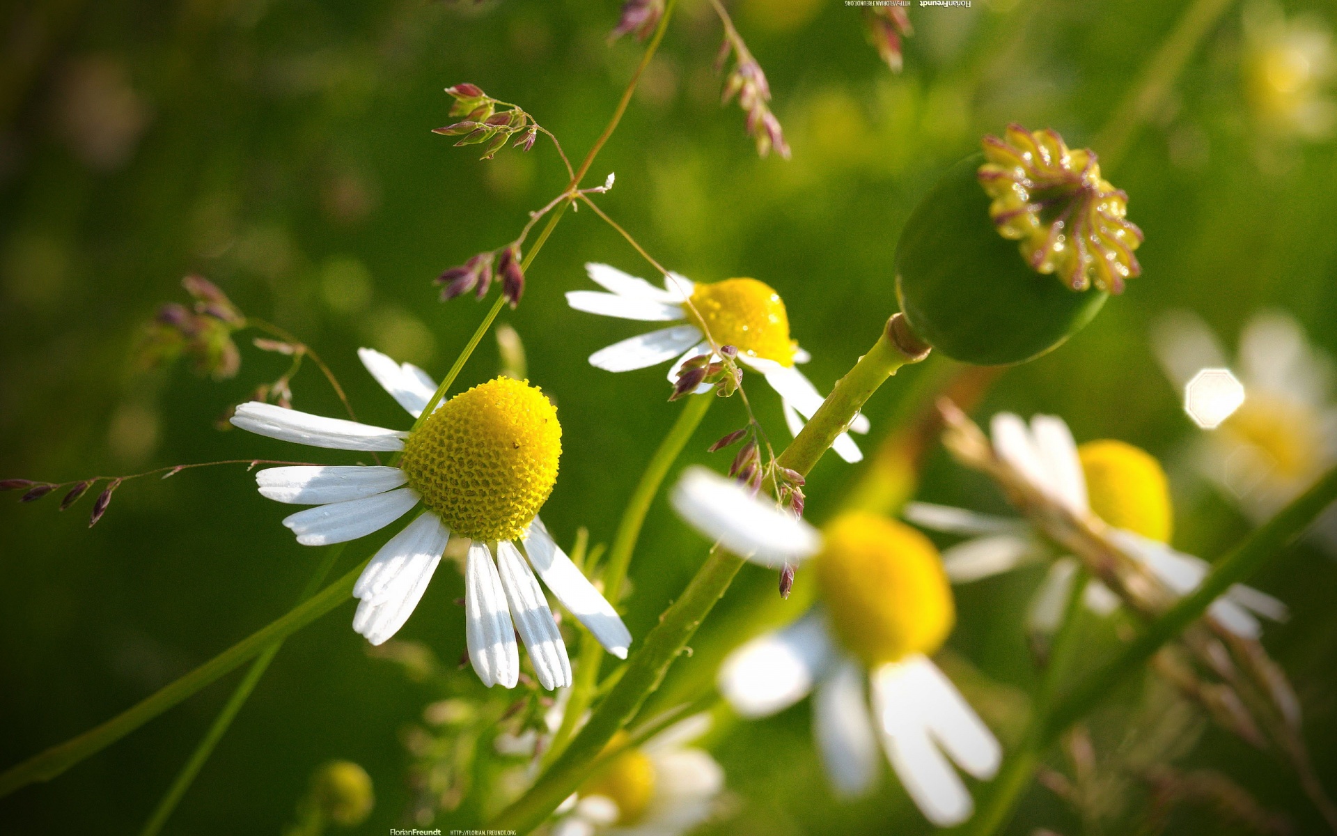 小清新,静物写真,花卉,儿童桌面专用