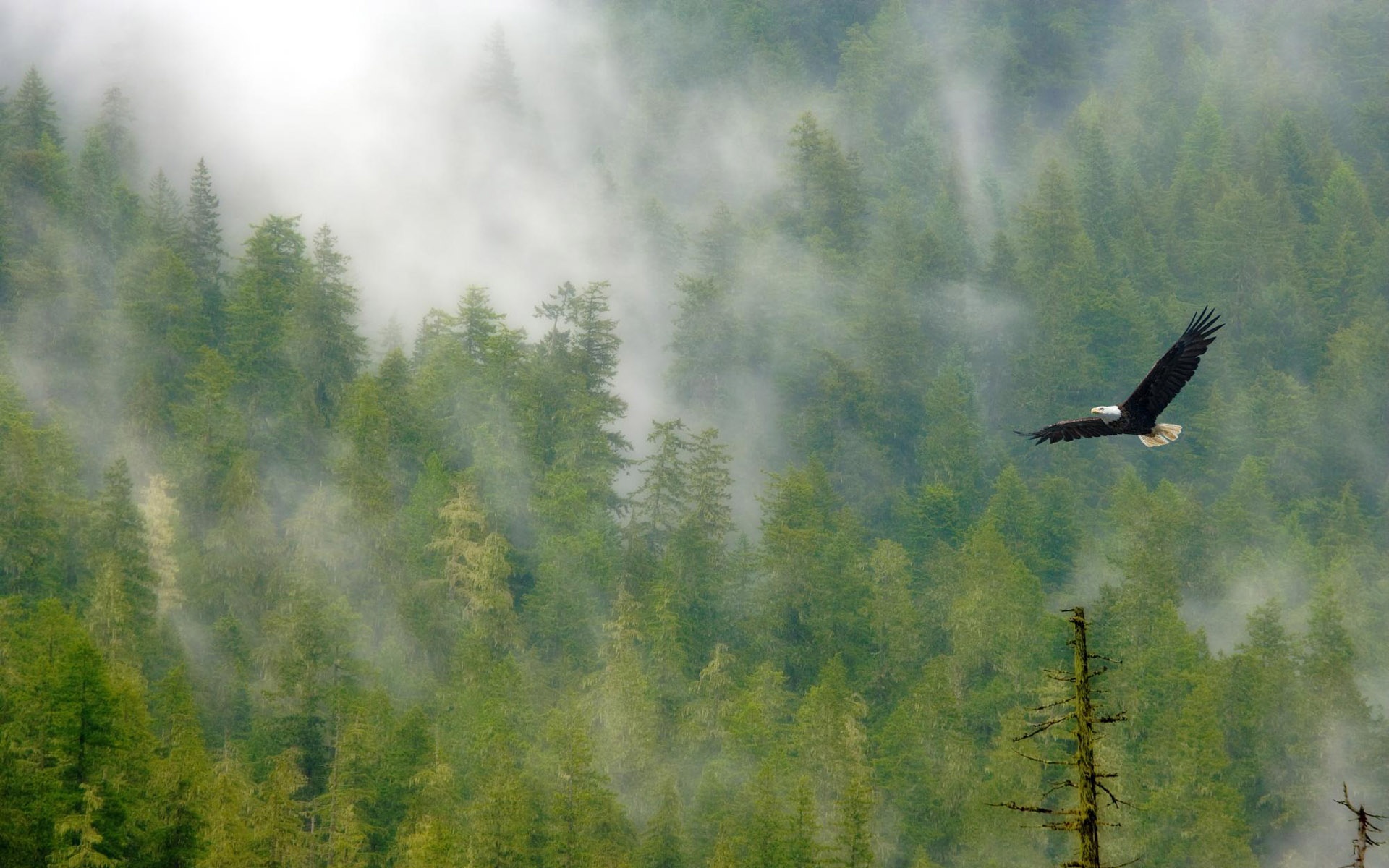 宽屏,动物,2012Y十一月11D,鹰,儿童桌面专用