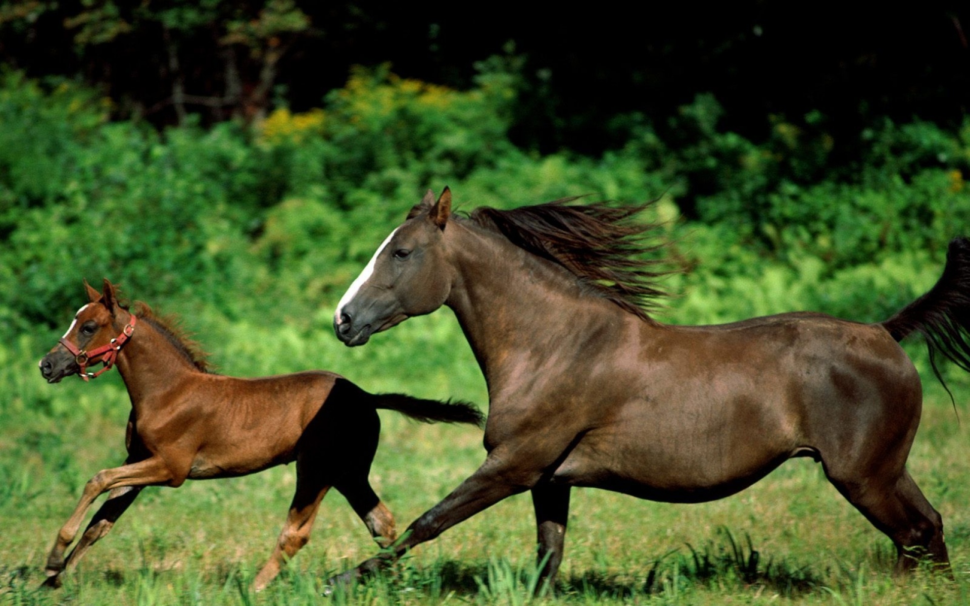 高清,动物,2012Y十一月11D,马,儿童桌面专用