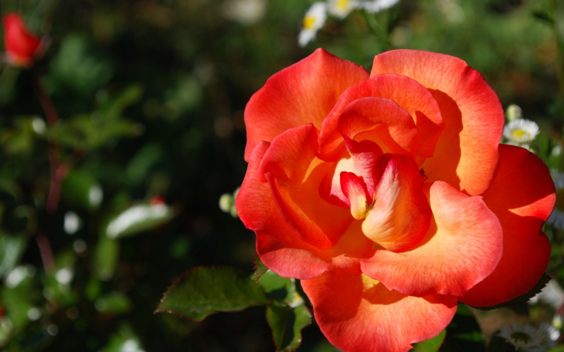 小清新,静物写真,静物,花卉,儿童桌面专用