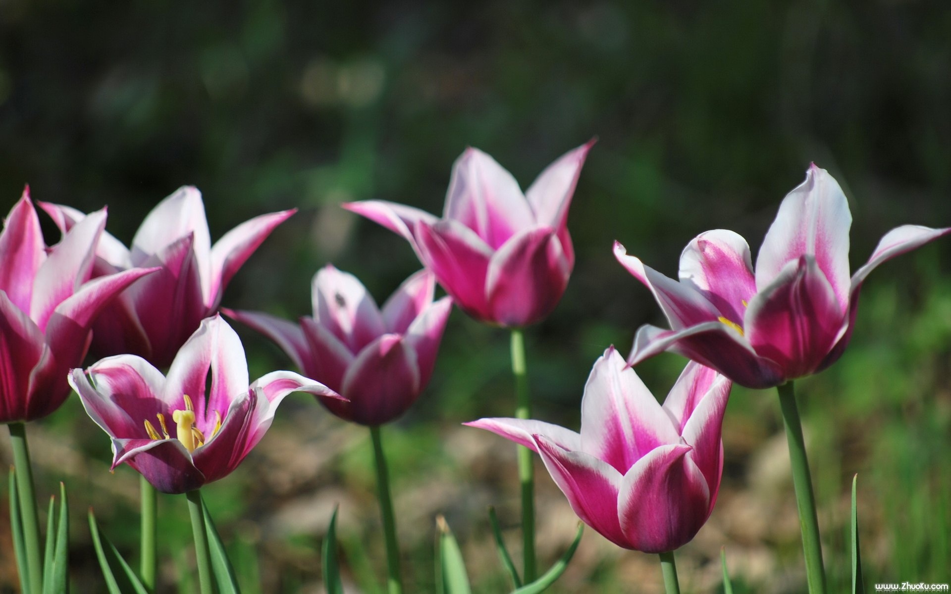 小清新,鸟语花香,花卉,红色,儿童桌面专用