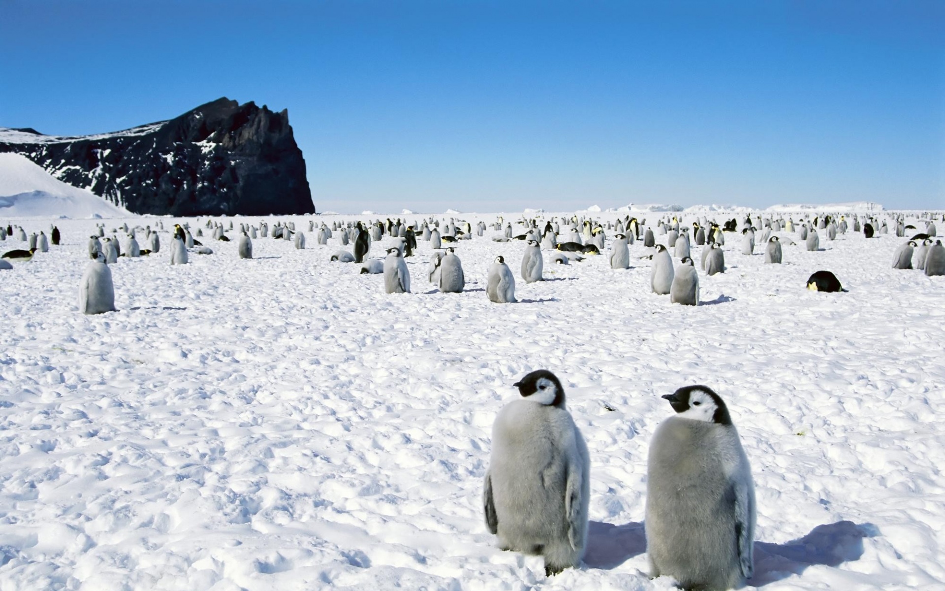 极地物种,企鹅,儿童桌面专用