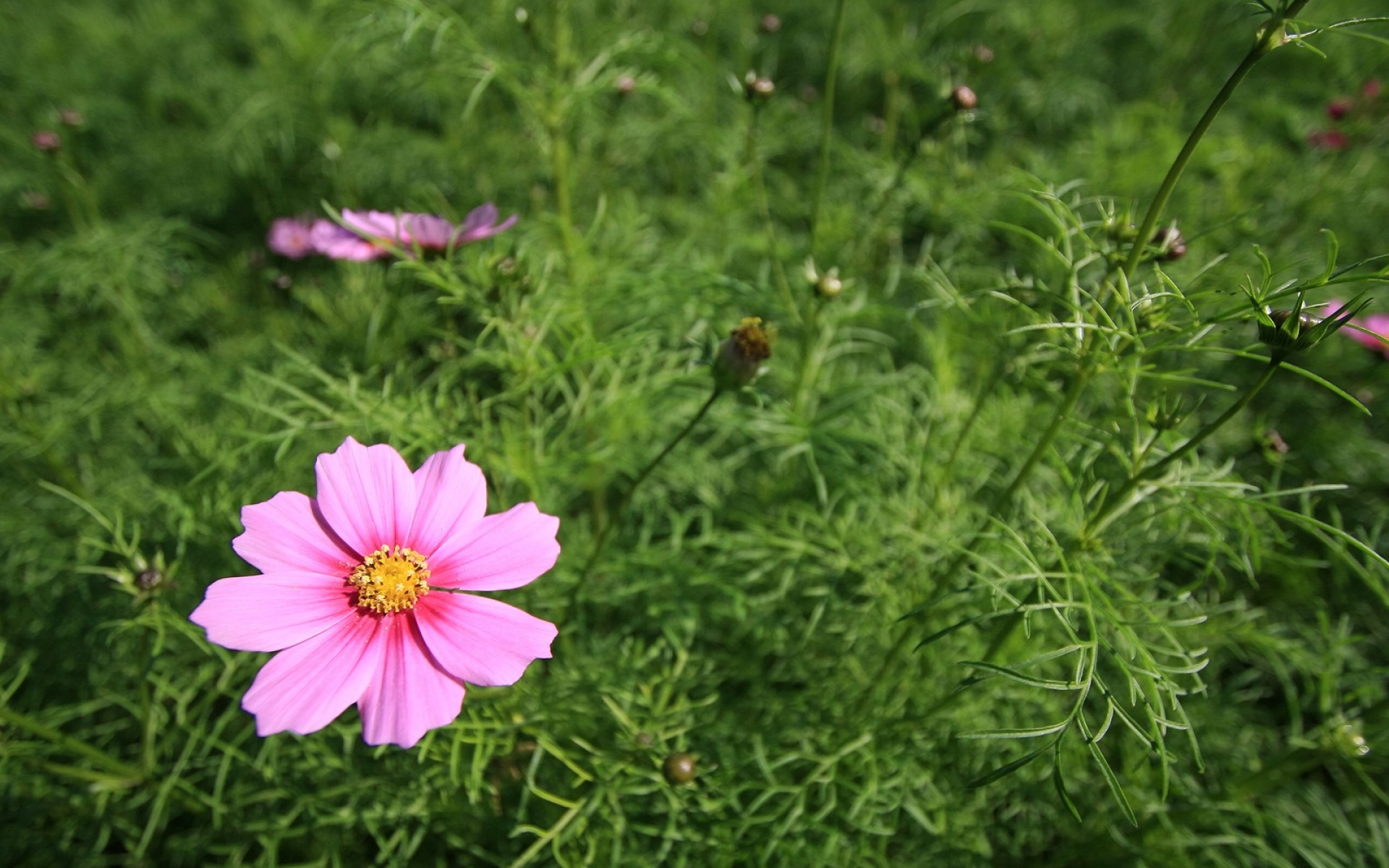 小清新,静物写真,花卉,儿童桌面专用