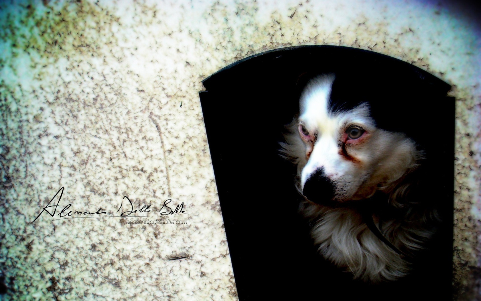 高清,动物,2012Y十一月09D,狗,儿童桌面专用