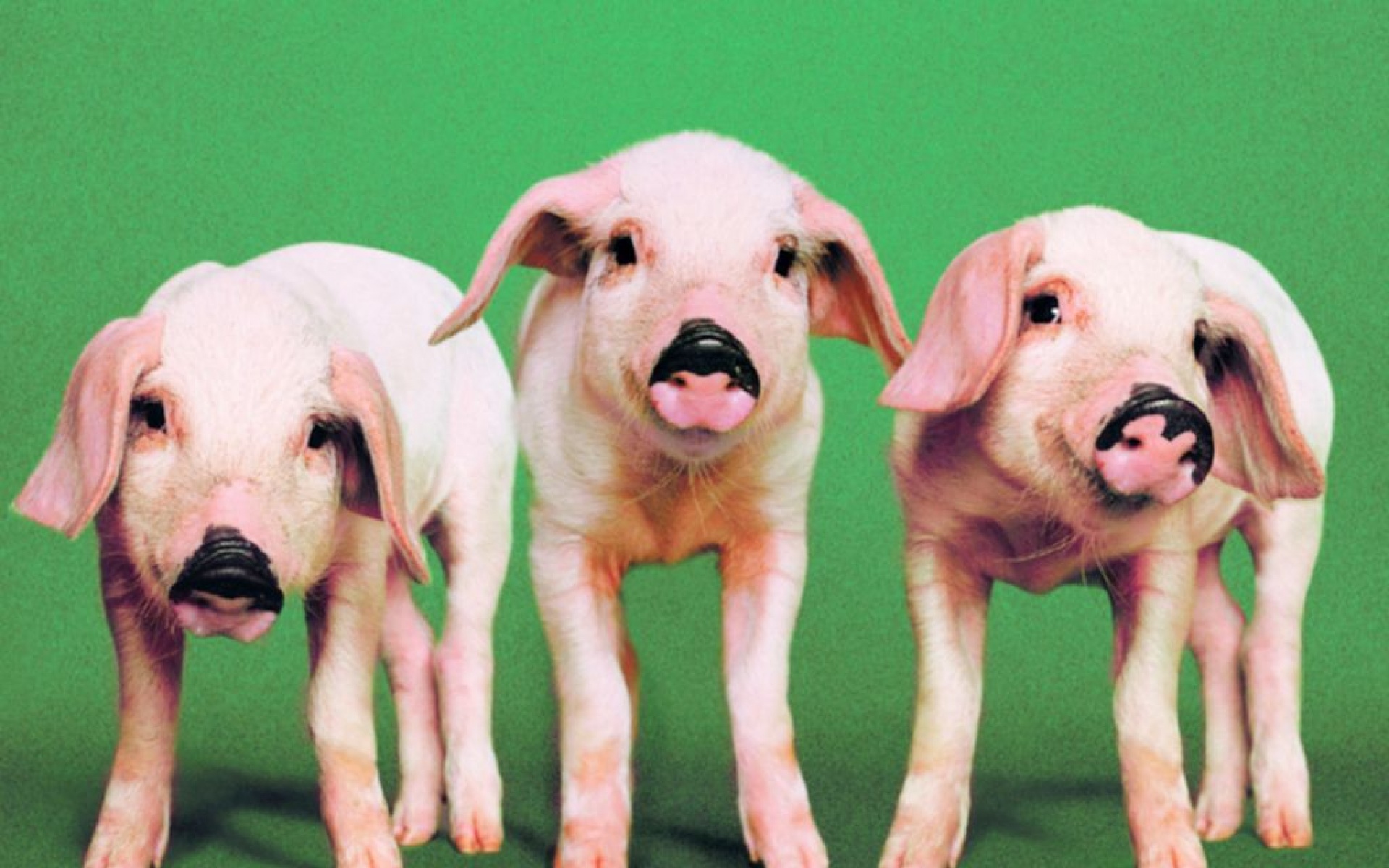 卖萌图,猪,儿童桌面专用