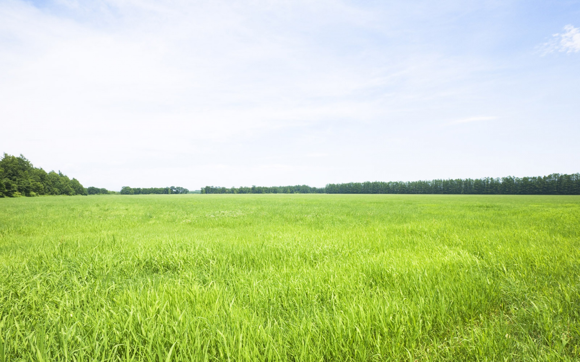 风景,碧绿草原,2012Y十一月10D,儿童桌面专用