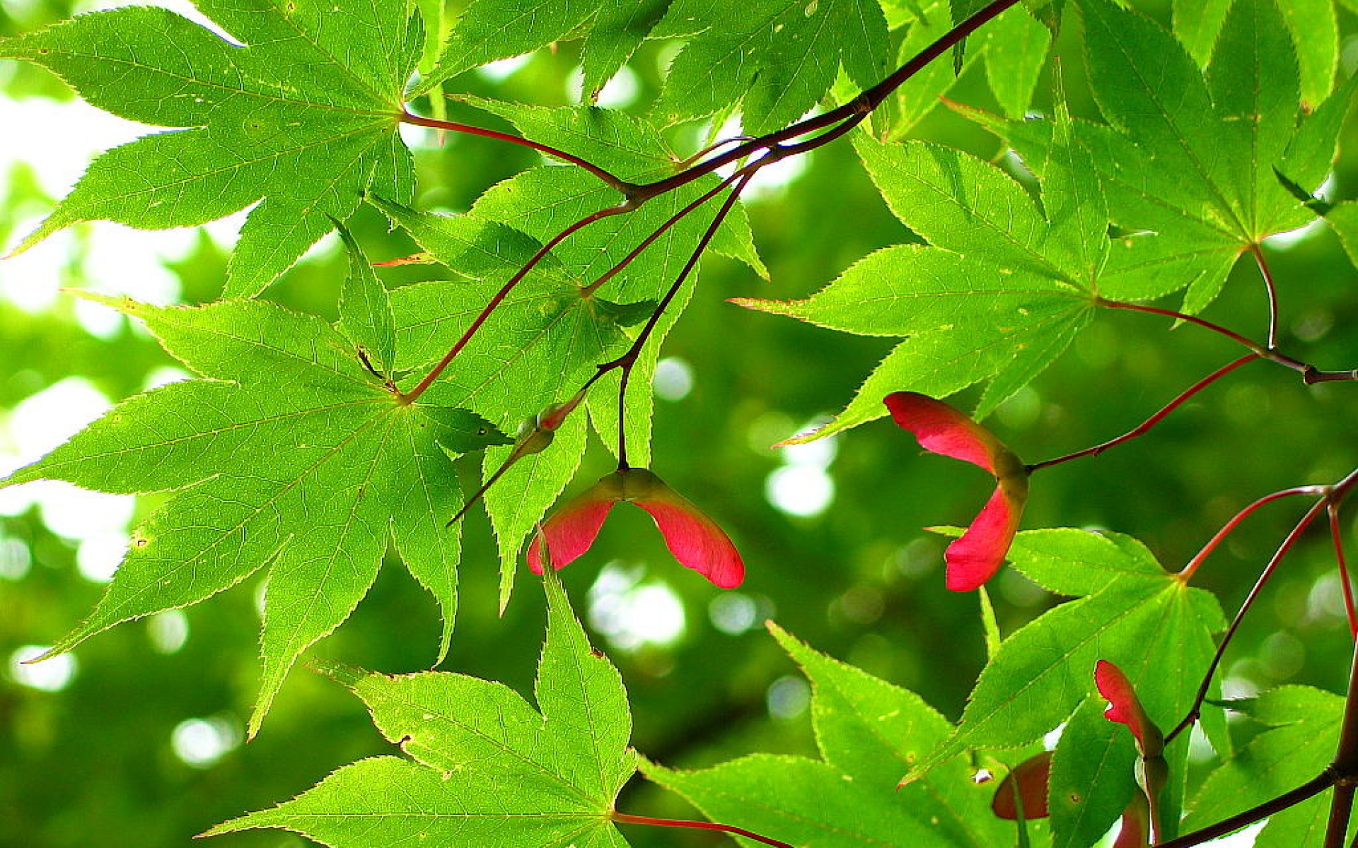 小清新,护眼壁纸,绿色,儿童桌面专用