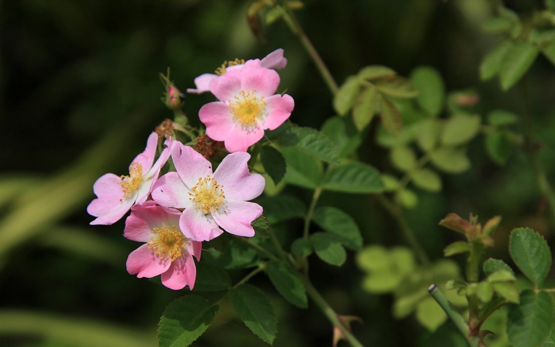 小清新,清新淡雅,花卉,儿童桌面专用