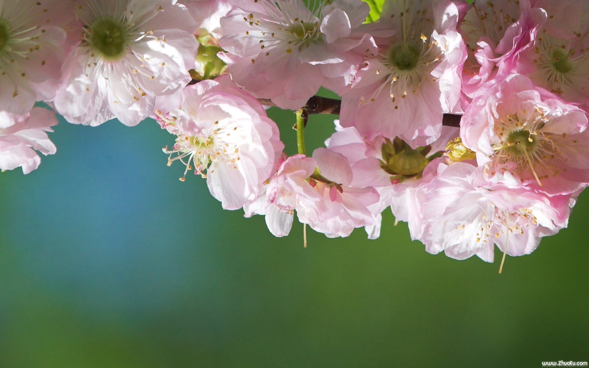 小清新,清新淡雅,花卉,儿童桌面专用