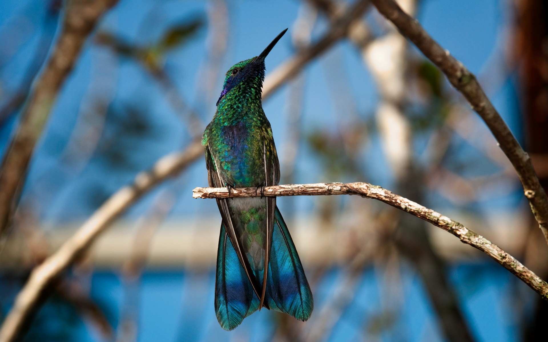 萌宠,鸟,2012Y十一月01D,儿童桌面专用