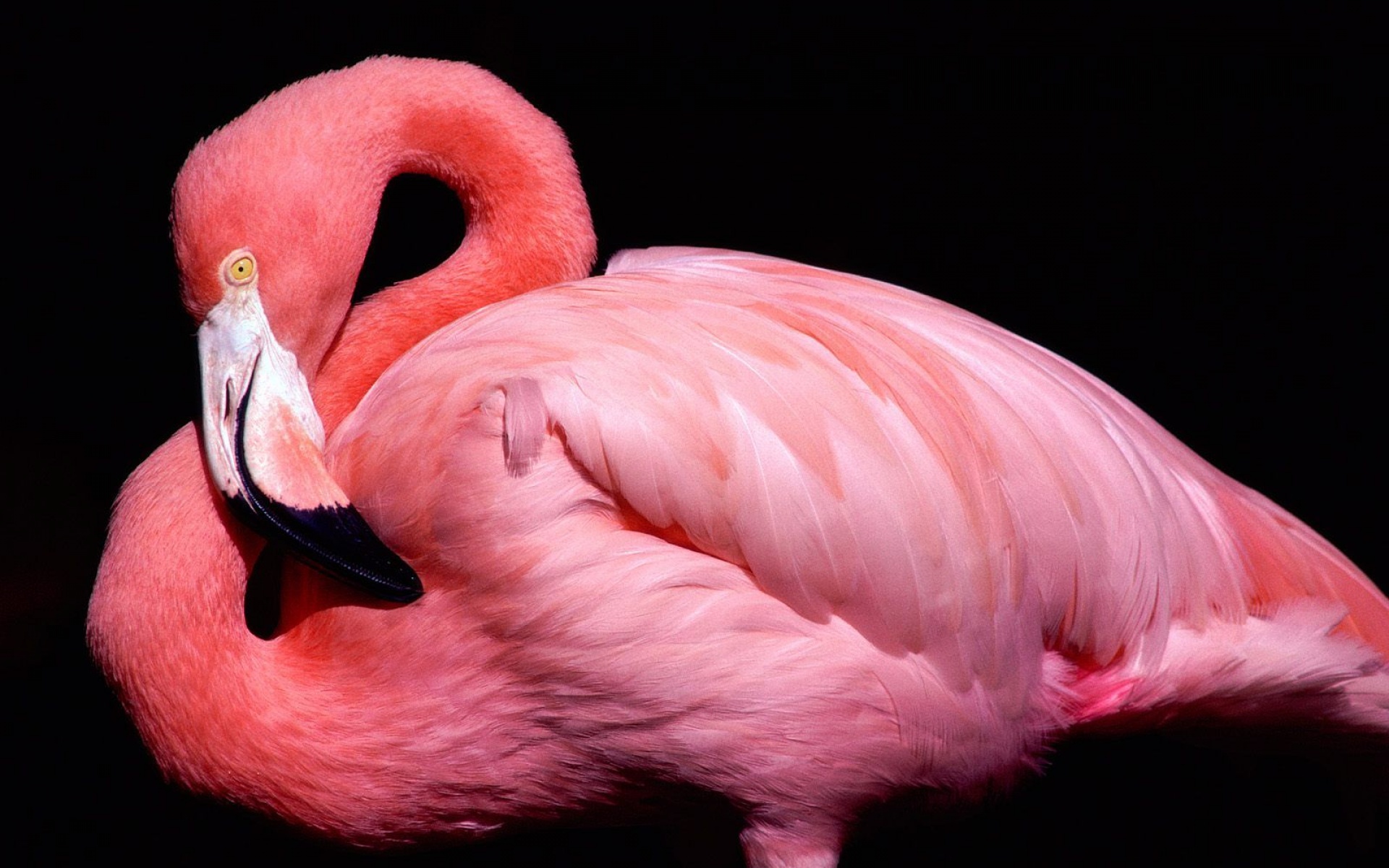 小鸟天地,鸟,儿童桌面专用