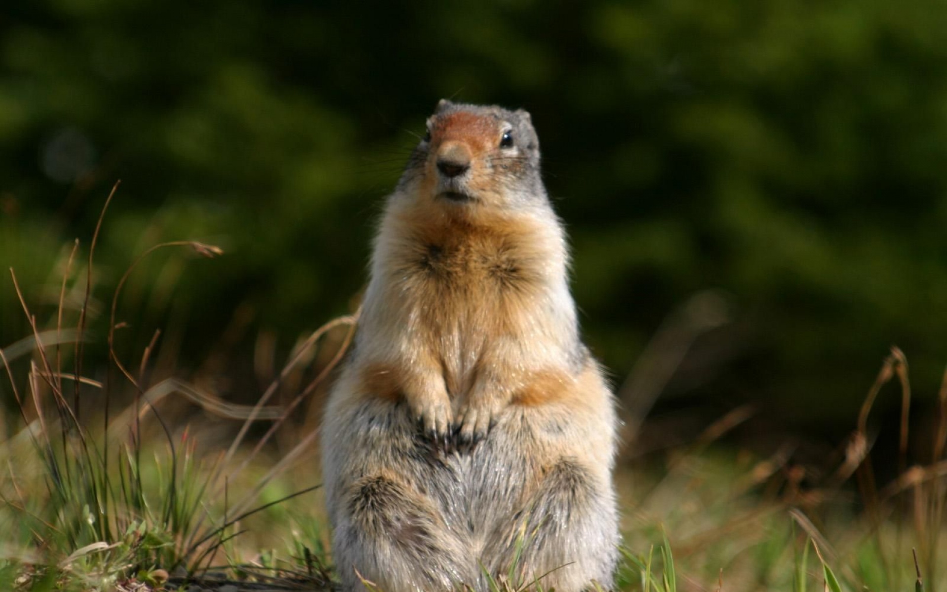 野生动物,松鼠,儿童桌面专用