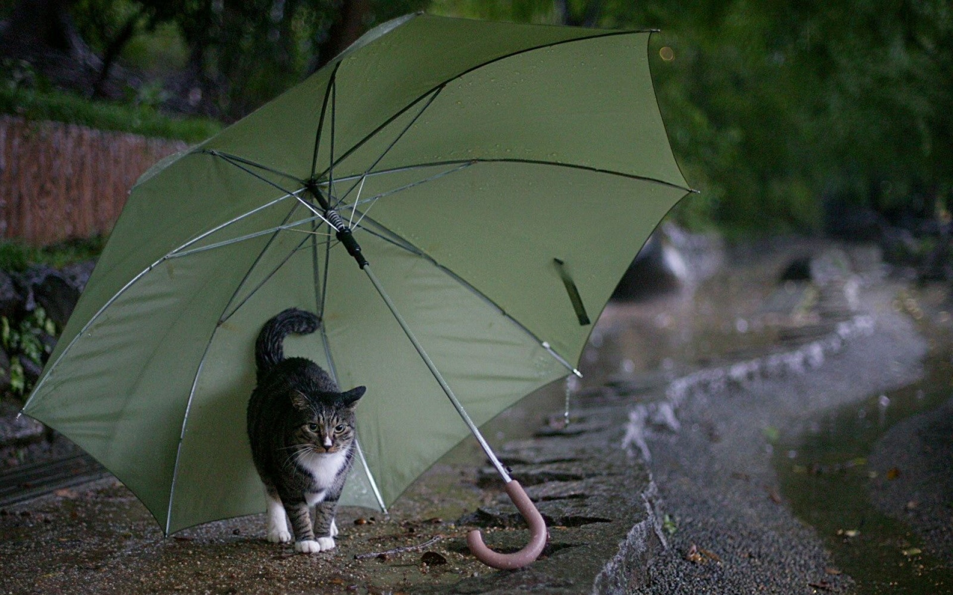 街角,小猫咪,摄影,高清,猫,动物,2012Y十月31D,儿童桌面专用