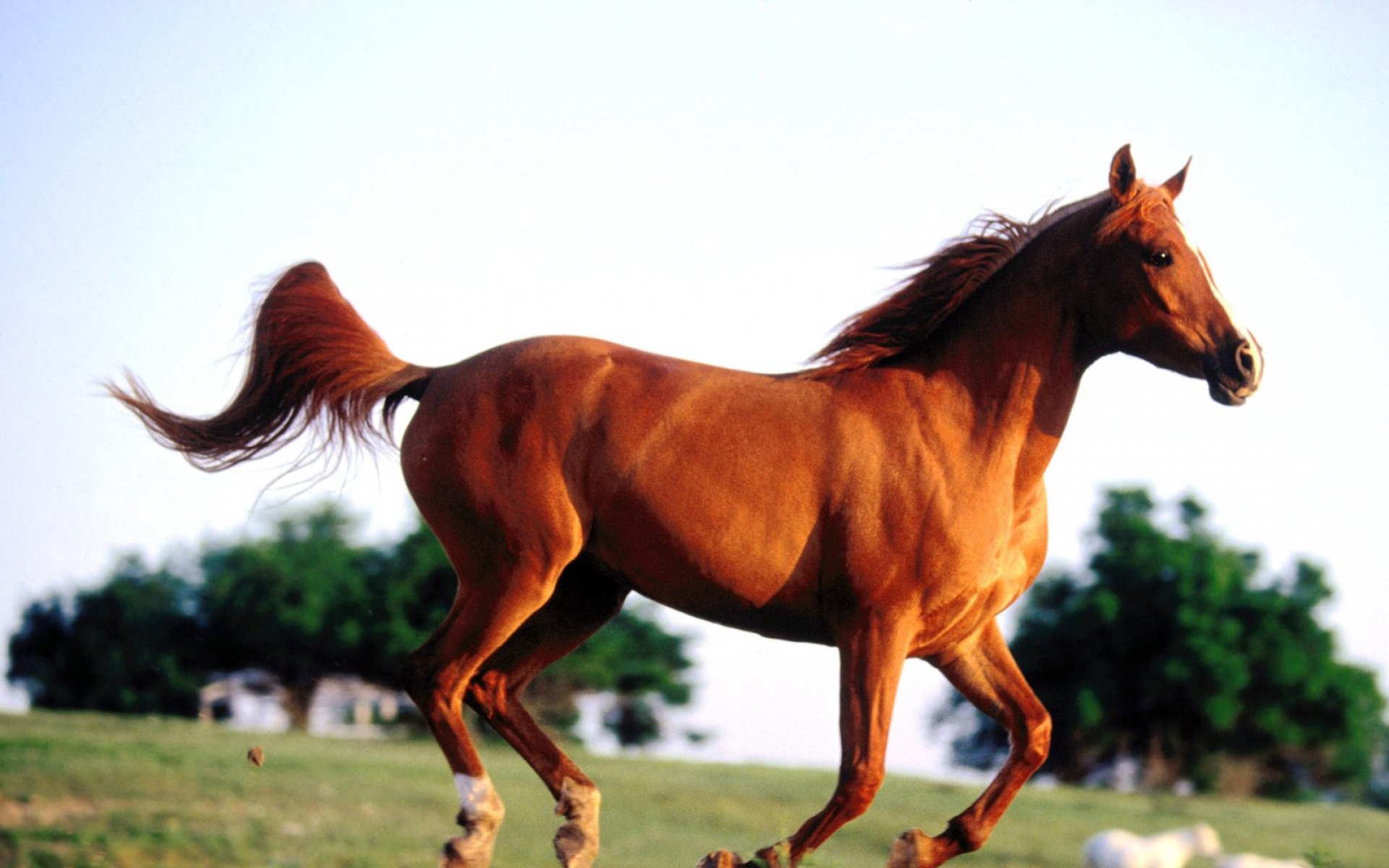 骏马,马,动物,宽屏,2012Y十月31D,儿童桌面专用