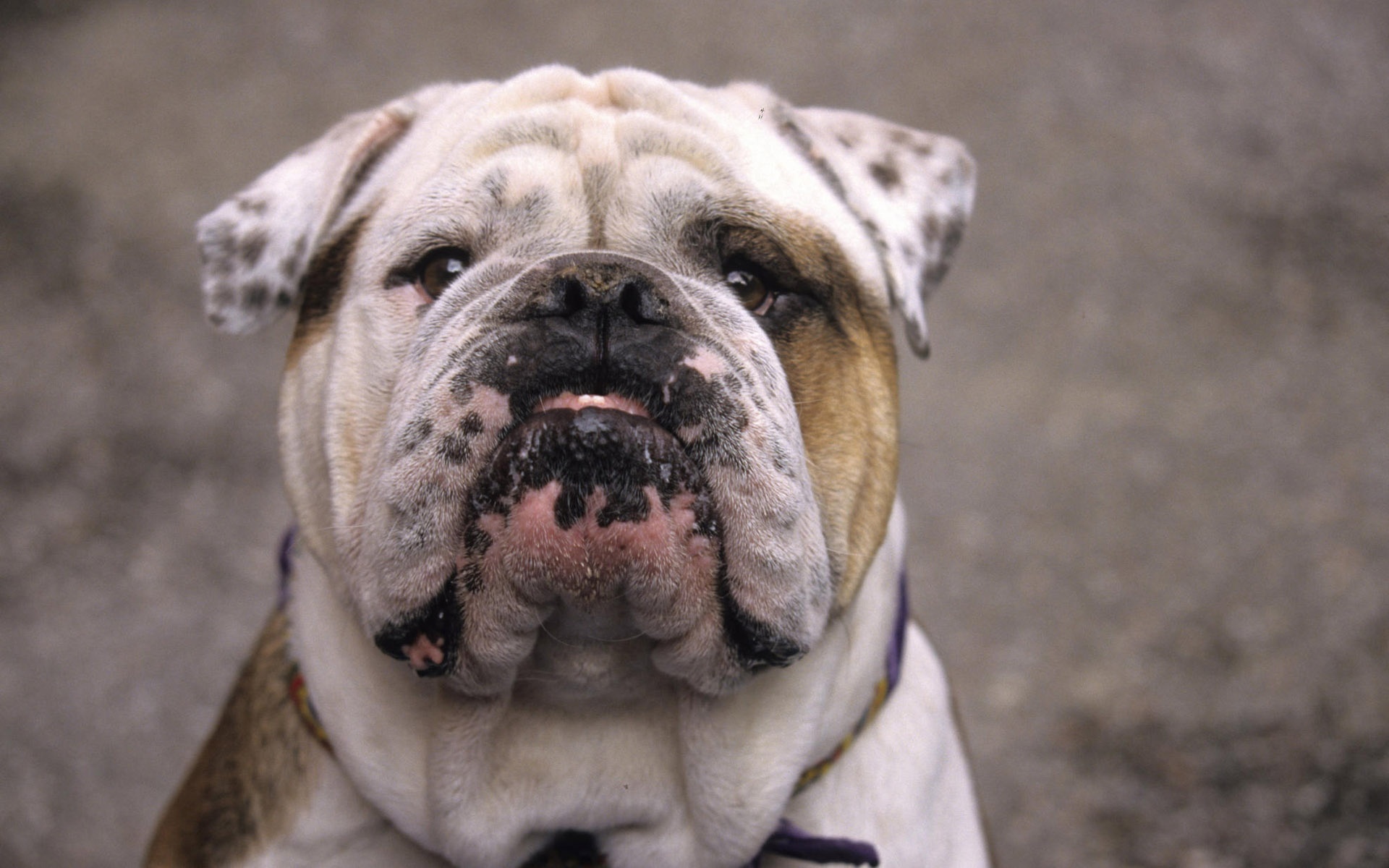 可爱,小狗,宽屏,动物,犬,2012Y十一月03D,儿童桌面专用