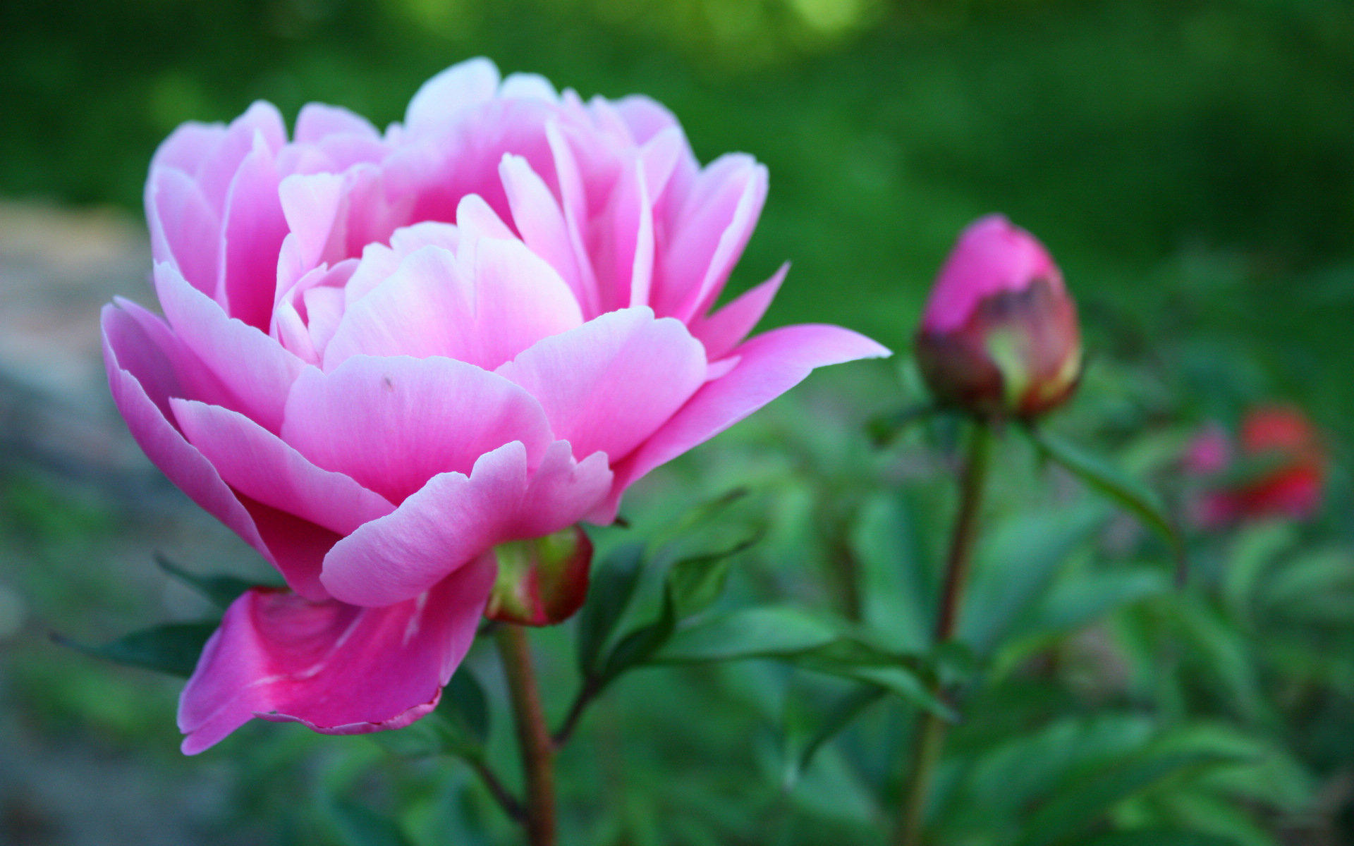 牡丹,牡丹花,国花,娇艳欲滴,儿童桌面专用