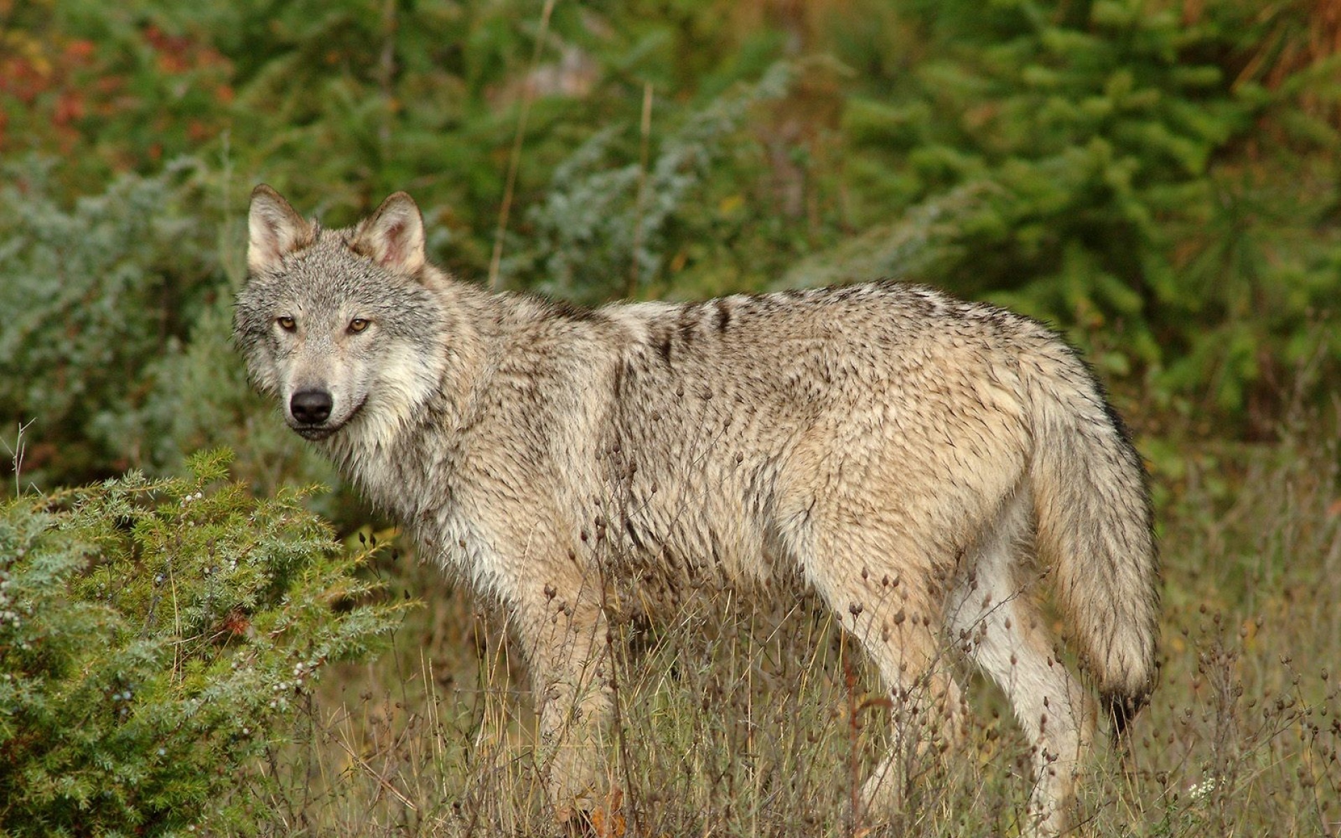 野生动物,狼,儿童桌面专用