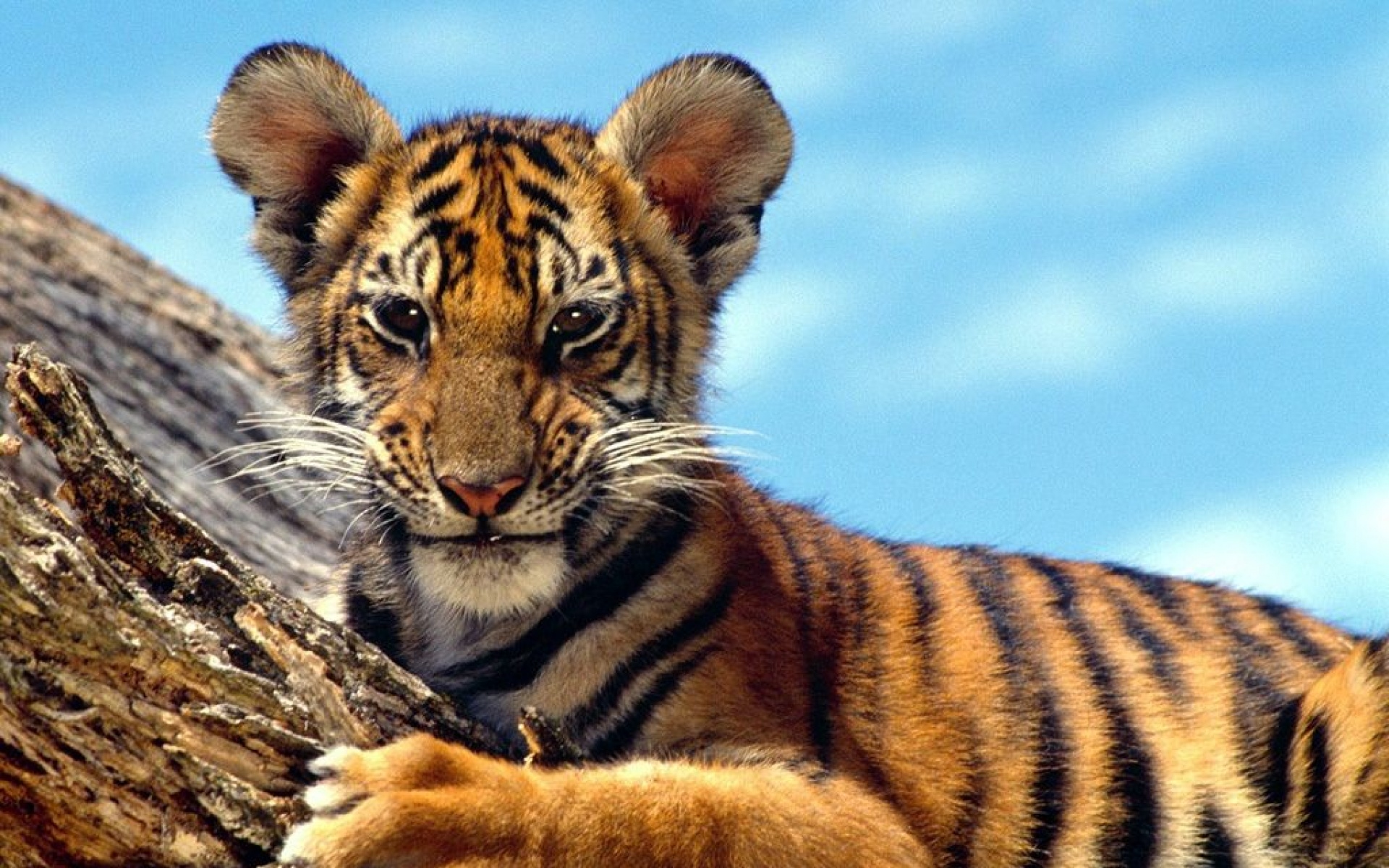 野生动物,老虎,儿童桌面专用