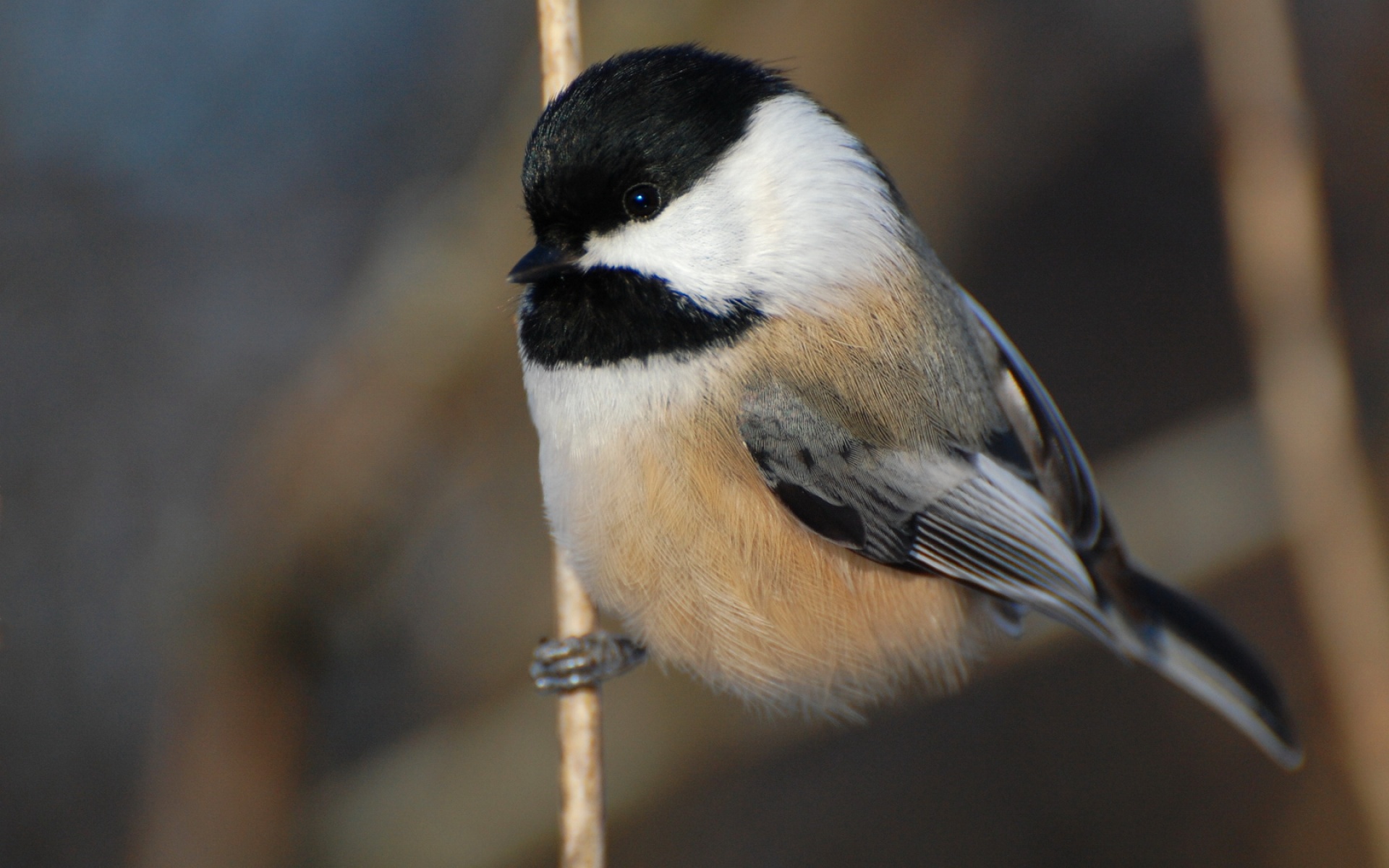 萌宠,古灵精怪,2012Y十一月02D,儿童桌面专用