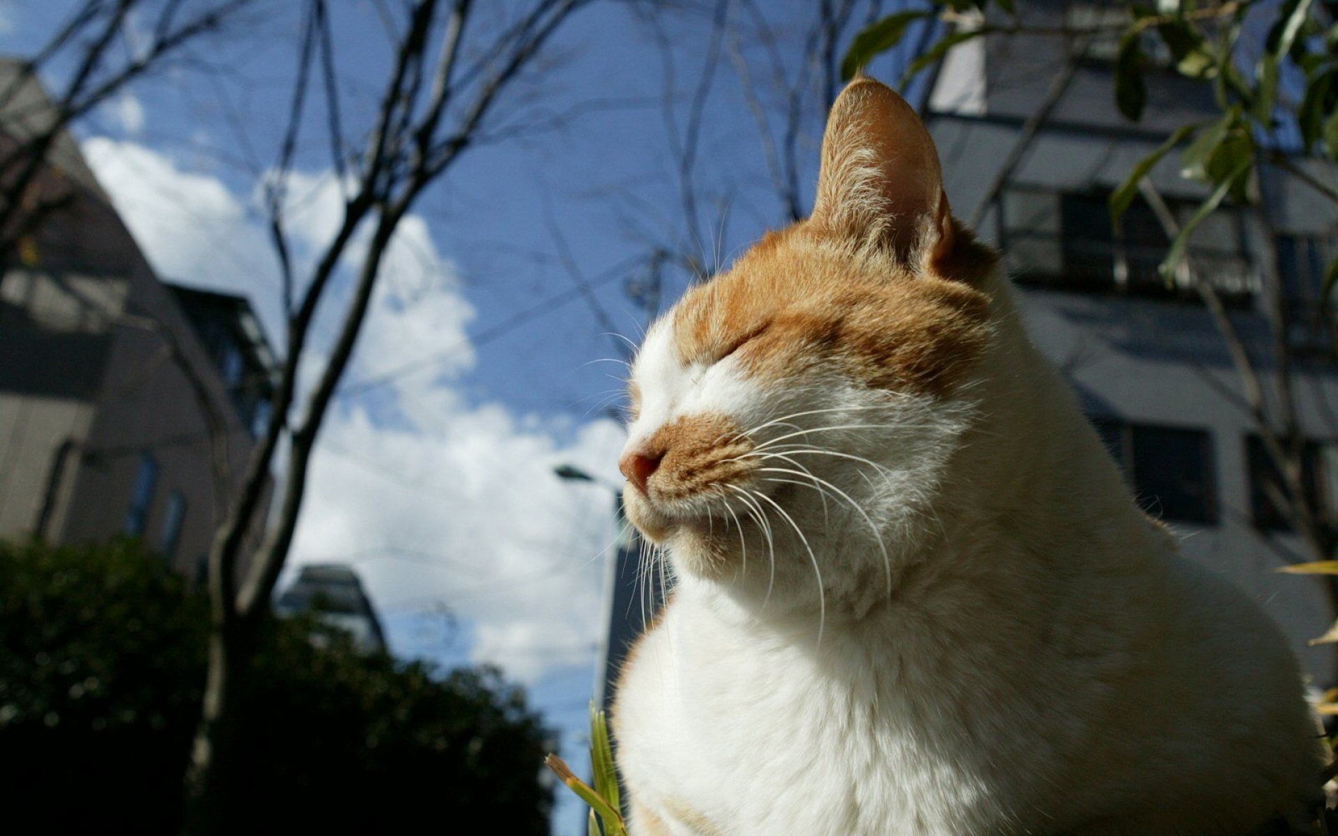 街角,小猫咪,摄影,高清,猫,动物,2012Y十月31D,儿童桌面专用