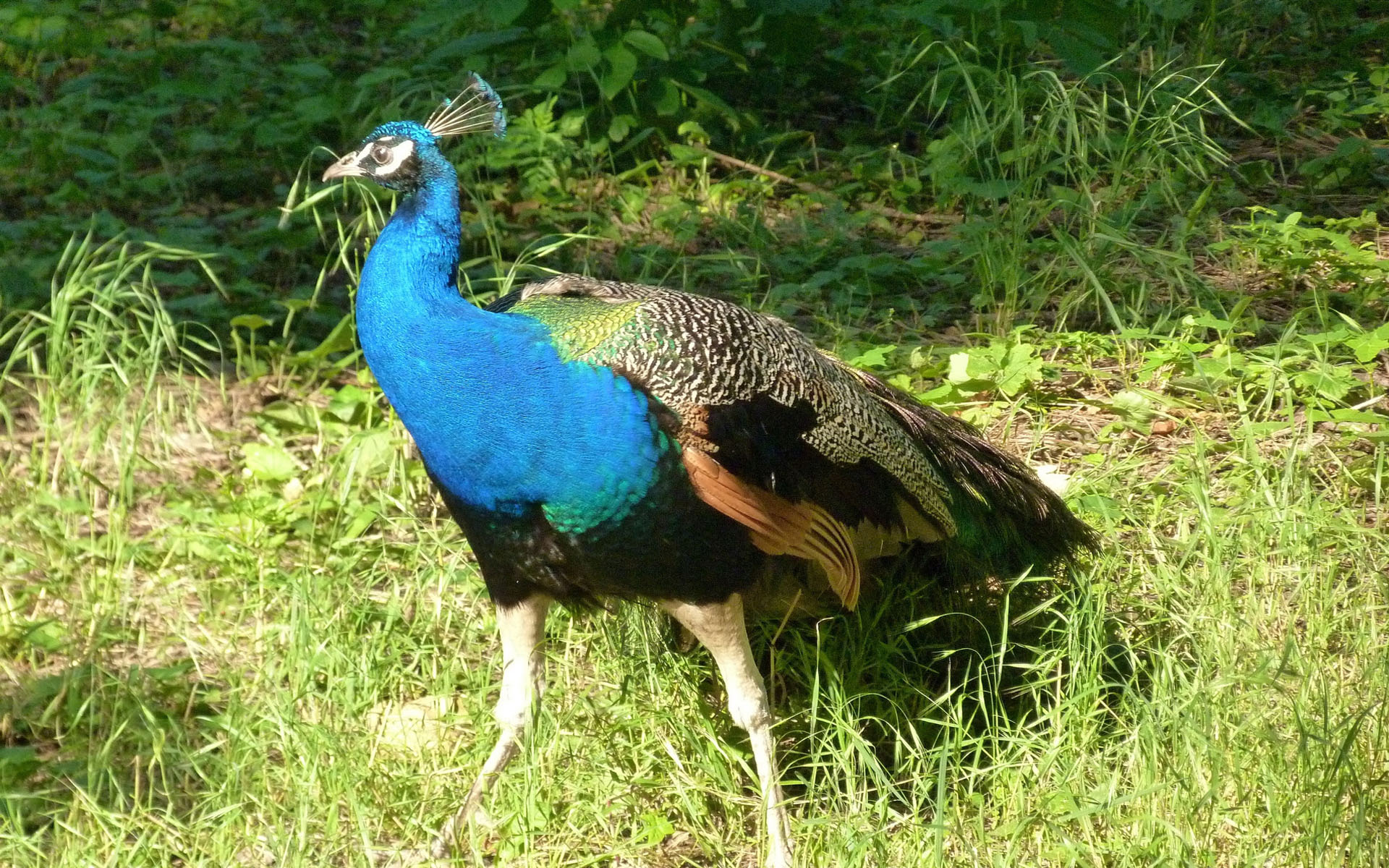 鸟类,孔雀,小鸟天地,儿童桌面专用