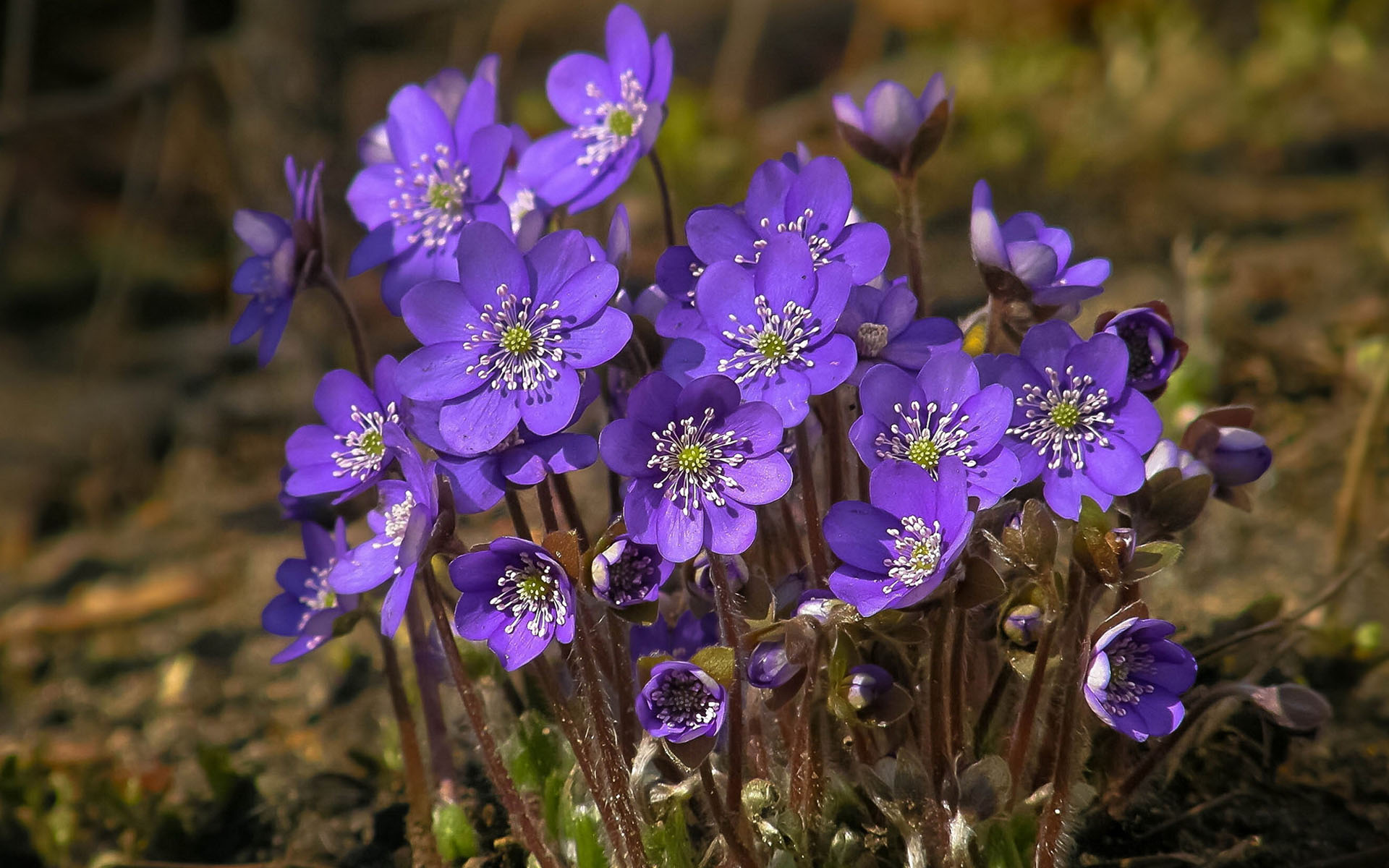 兰花,花卉,紫罗兰,娇艳欲滴,儿童桌面专用