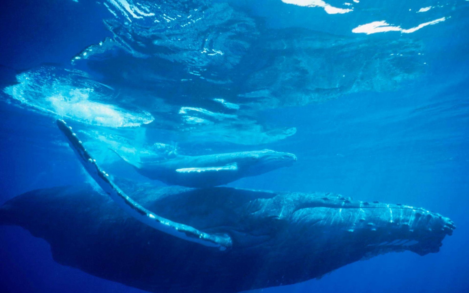 萌宠,鲸鱼,海底世界,儿童桌面专用