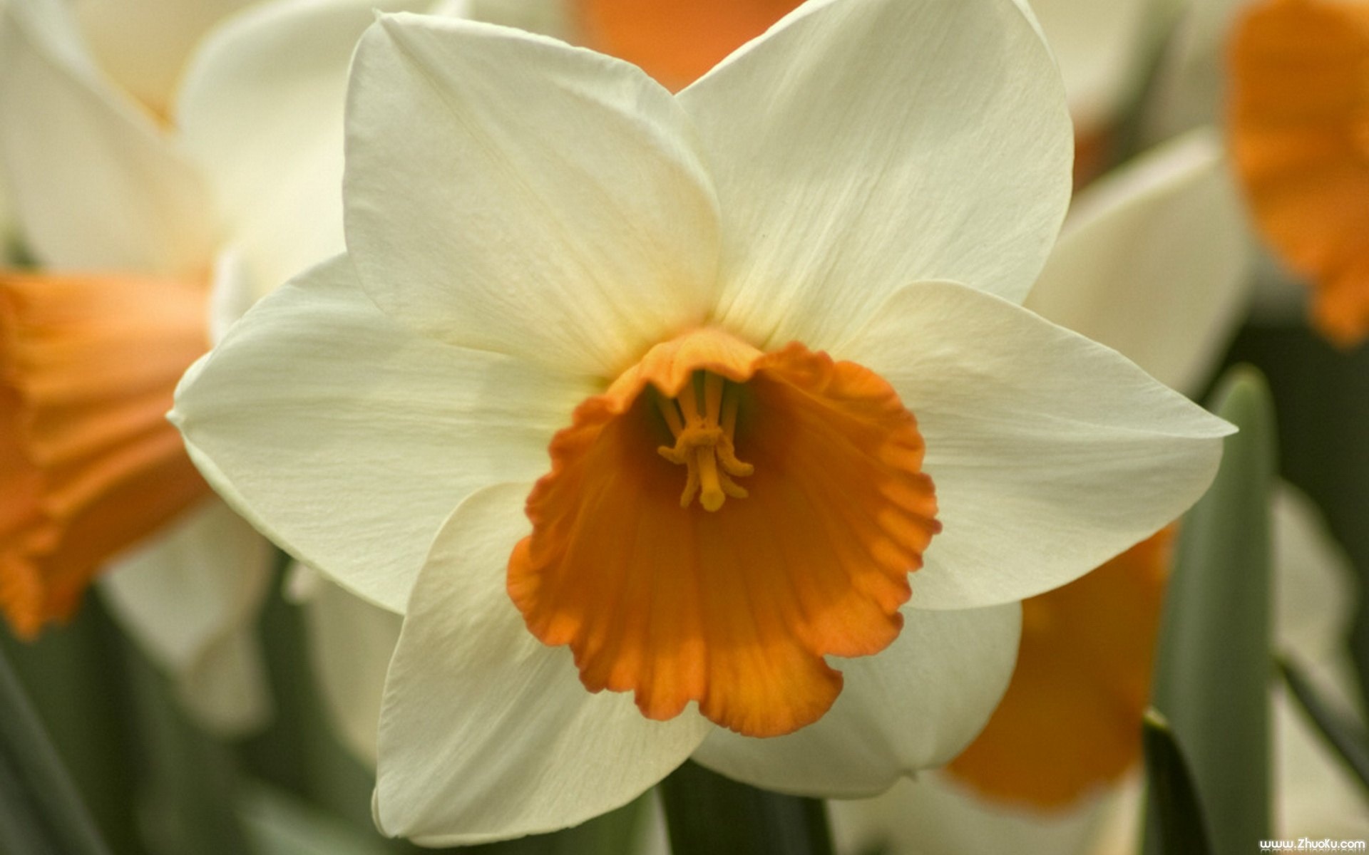 小清新,娇艳欲滴,花卉,儿童桌面专用