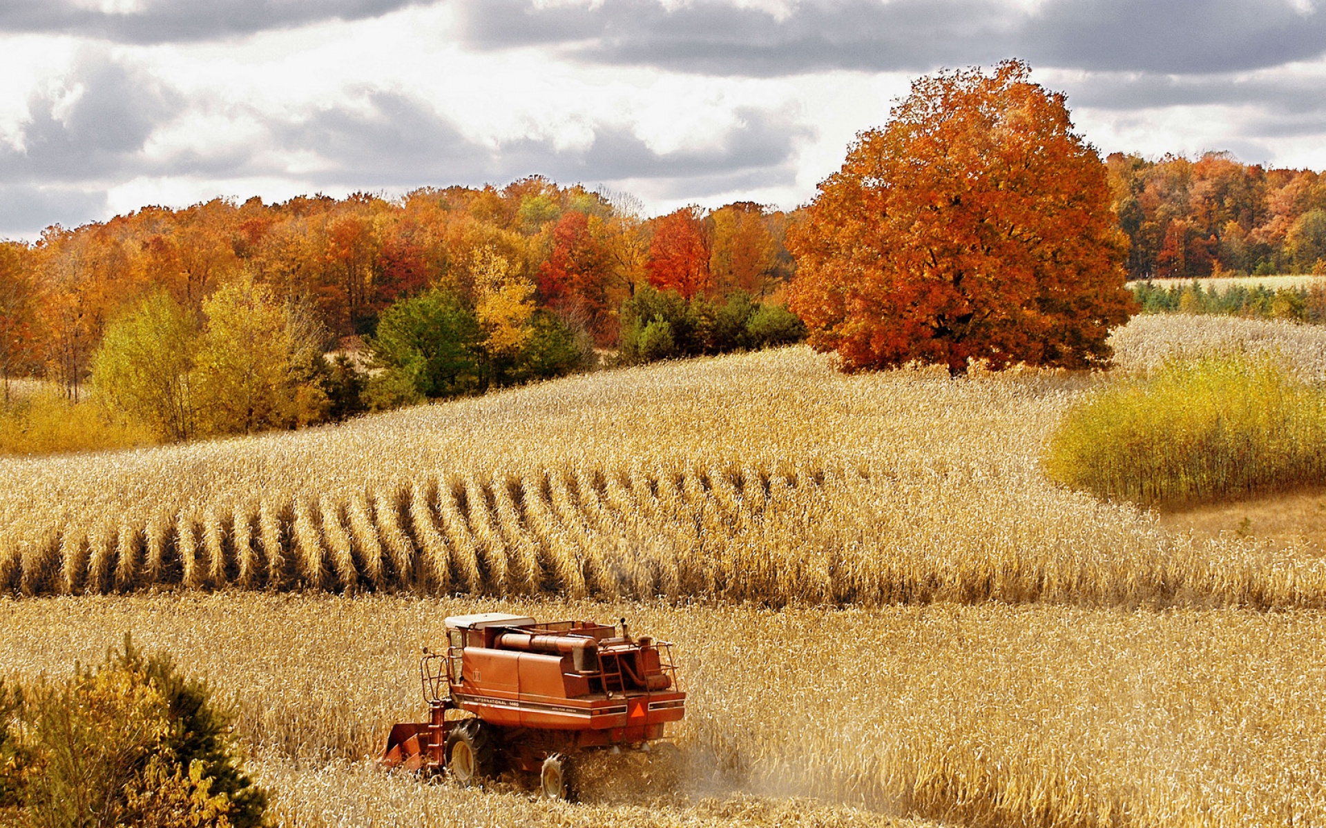 Webshots,2010年,十一月,精美,风光,动物,摄影,2012Y十月31D,儿童桌面专用