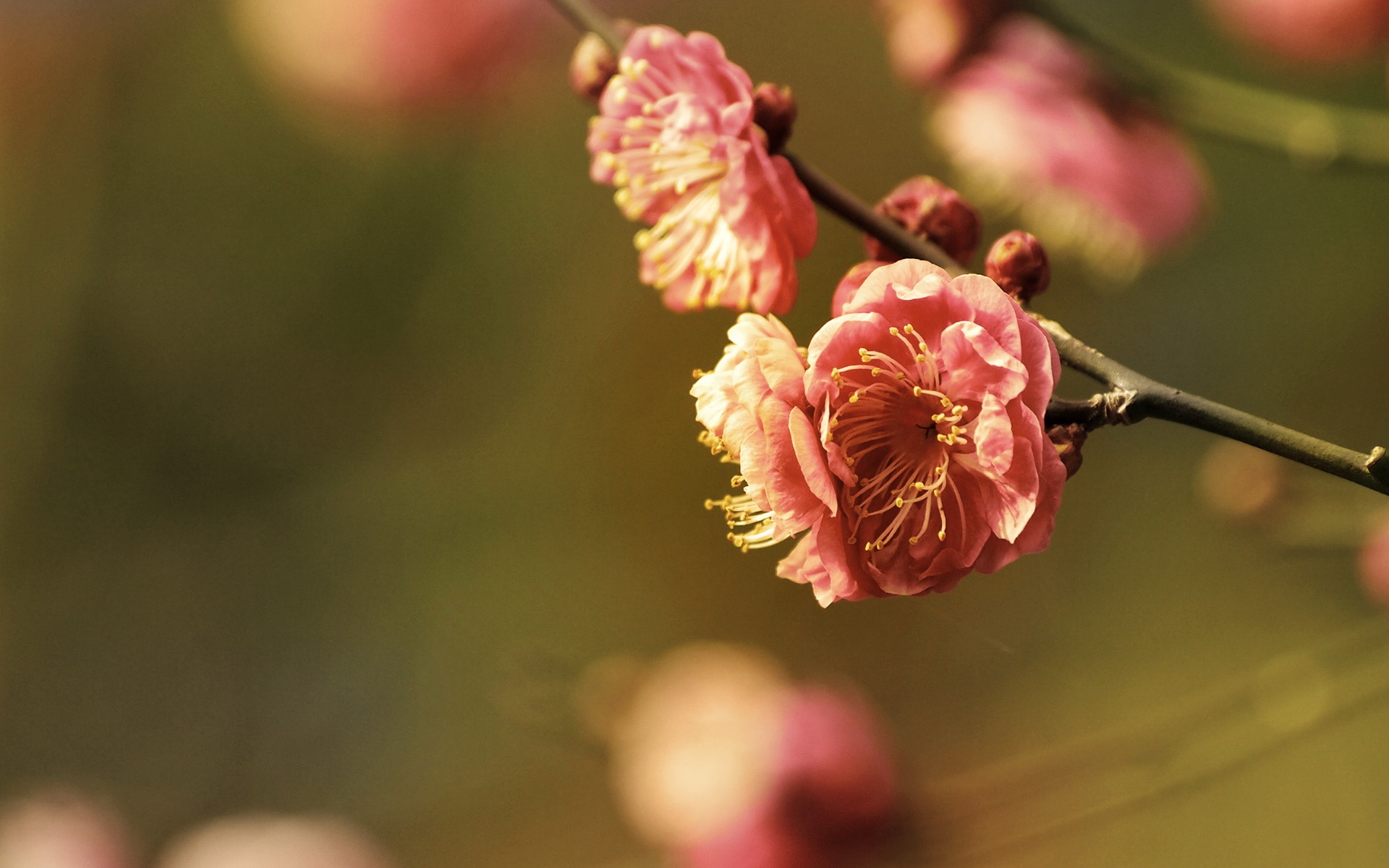 小清新,鸟语花香,花卉,儿童桌面专用