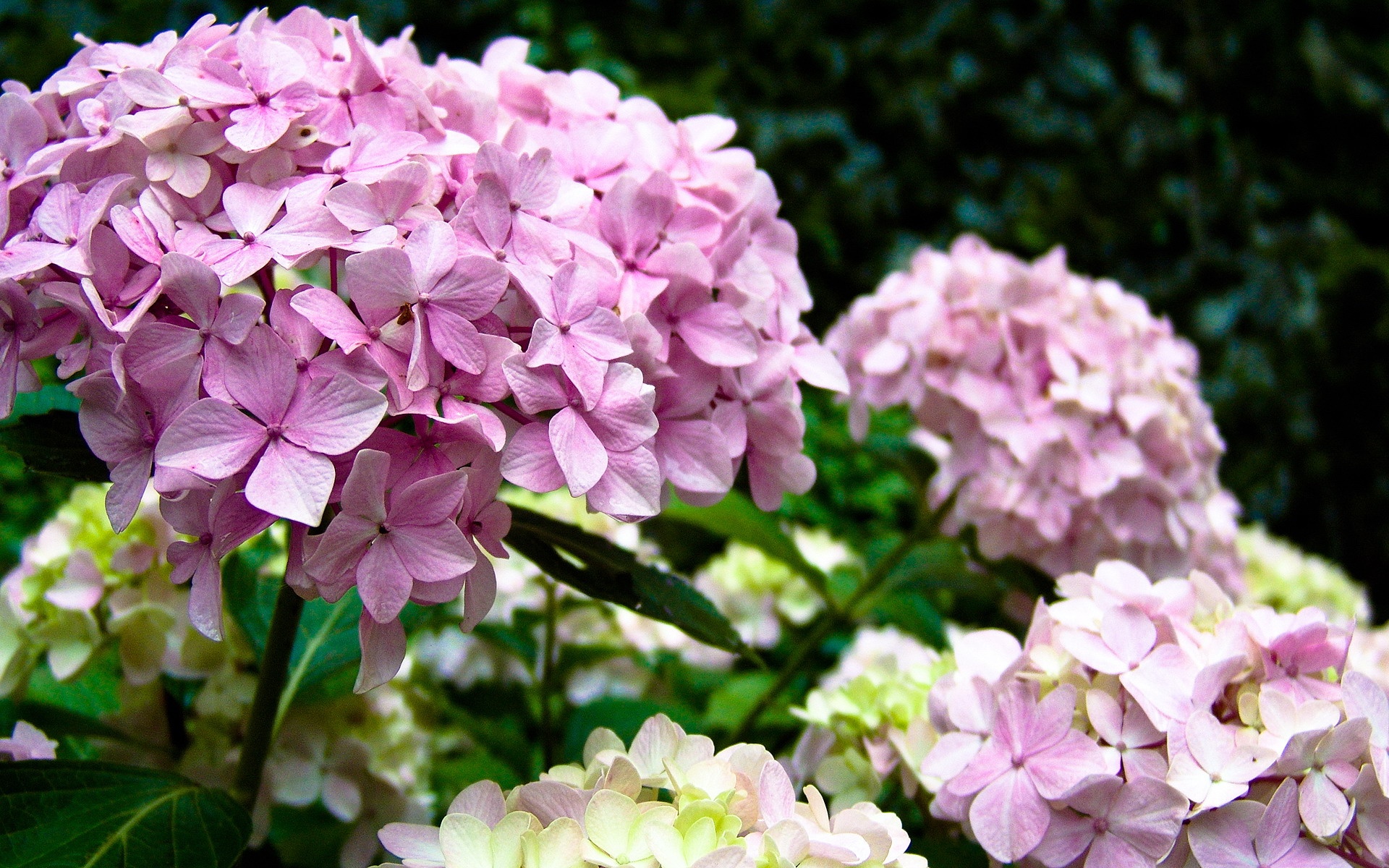小清新,鸟语花香,植物,花卉,儿童桌面专用