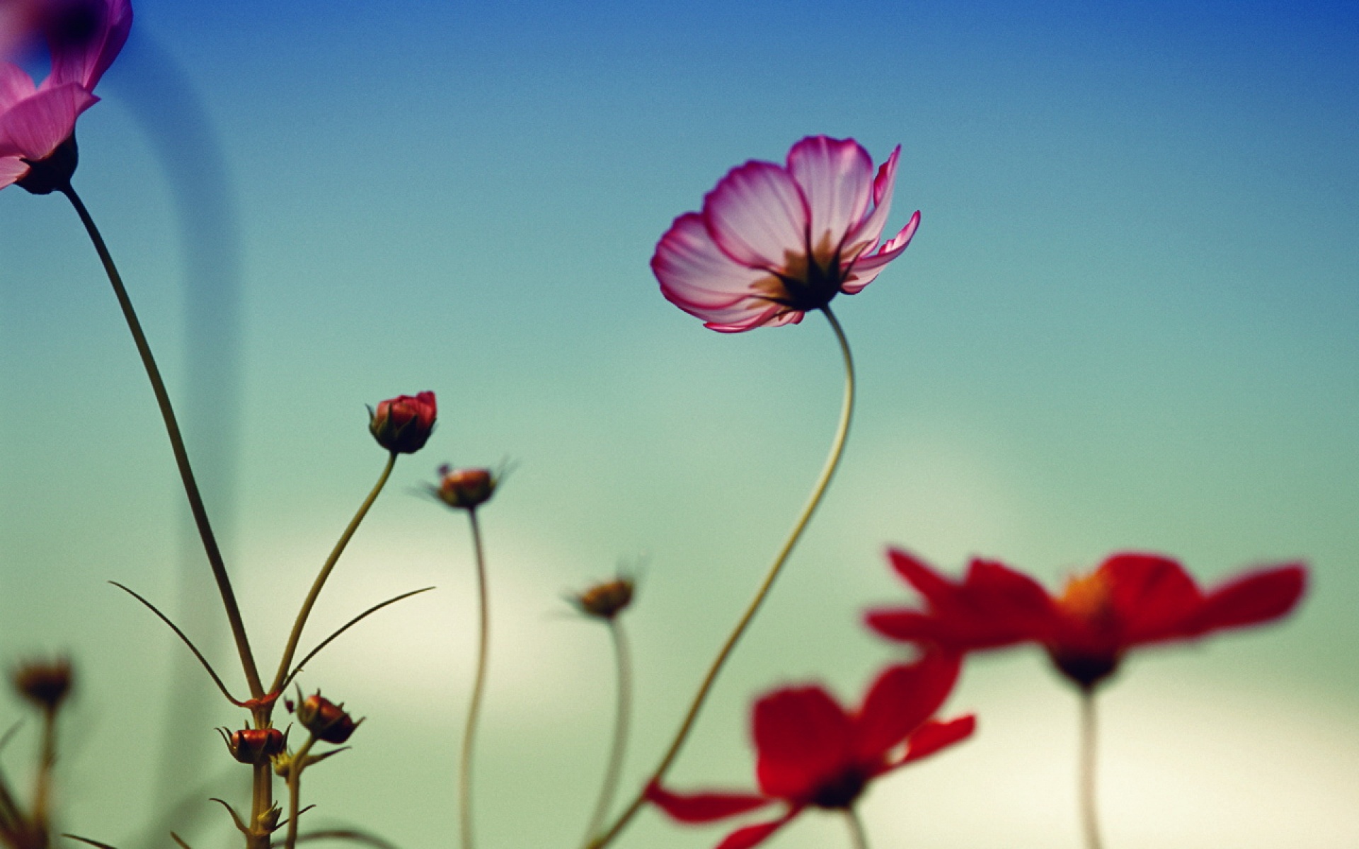 小清新,清新淡雅,花卉,儿童桌面专用