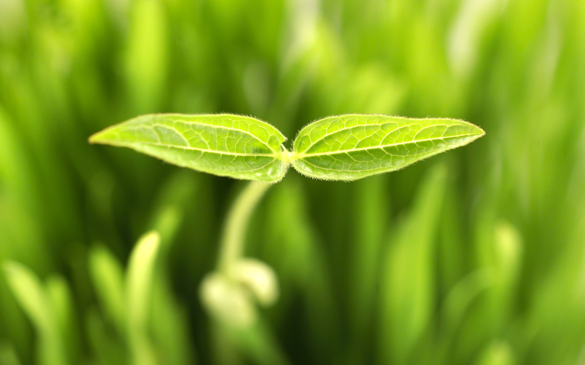 小清新,护眼壁纸,绿色,儿童桌面专用