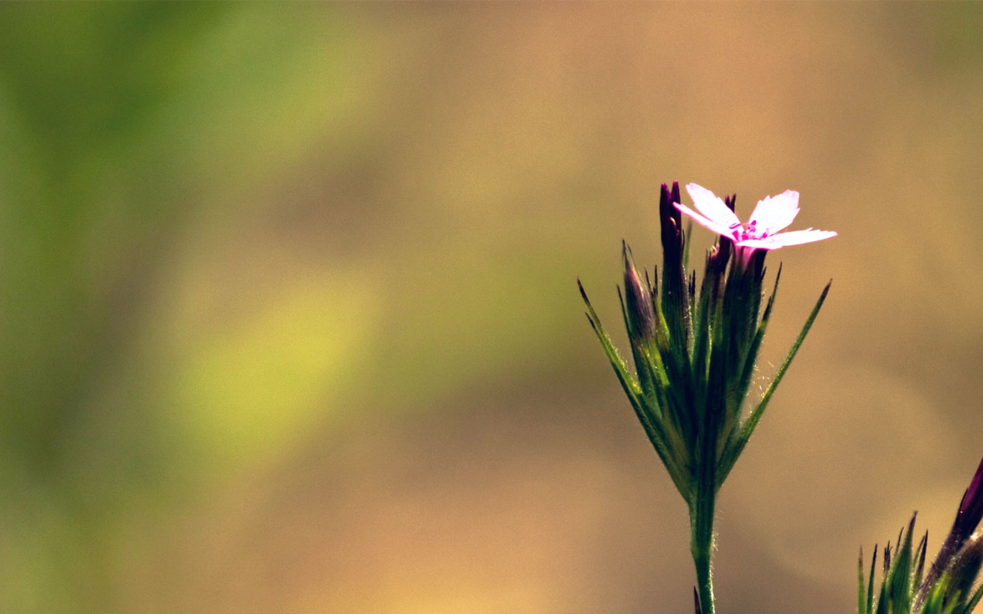 小清新,清新淡雅,花卉,儿童桌面专用