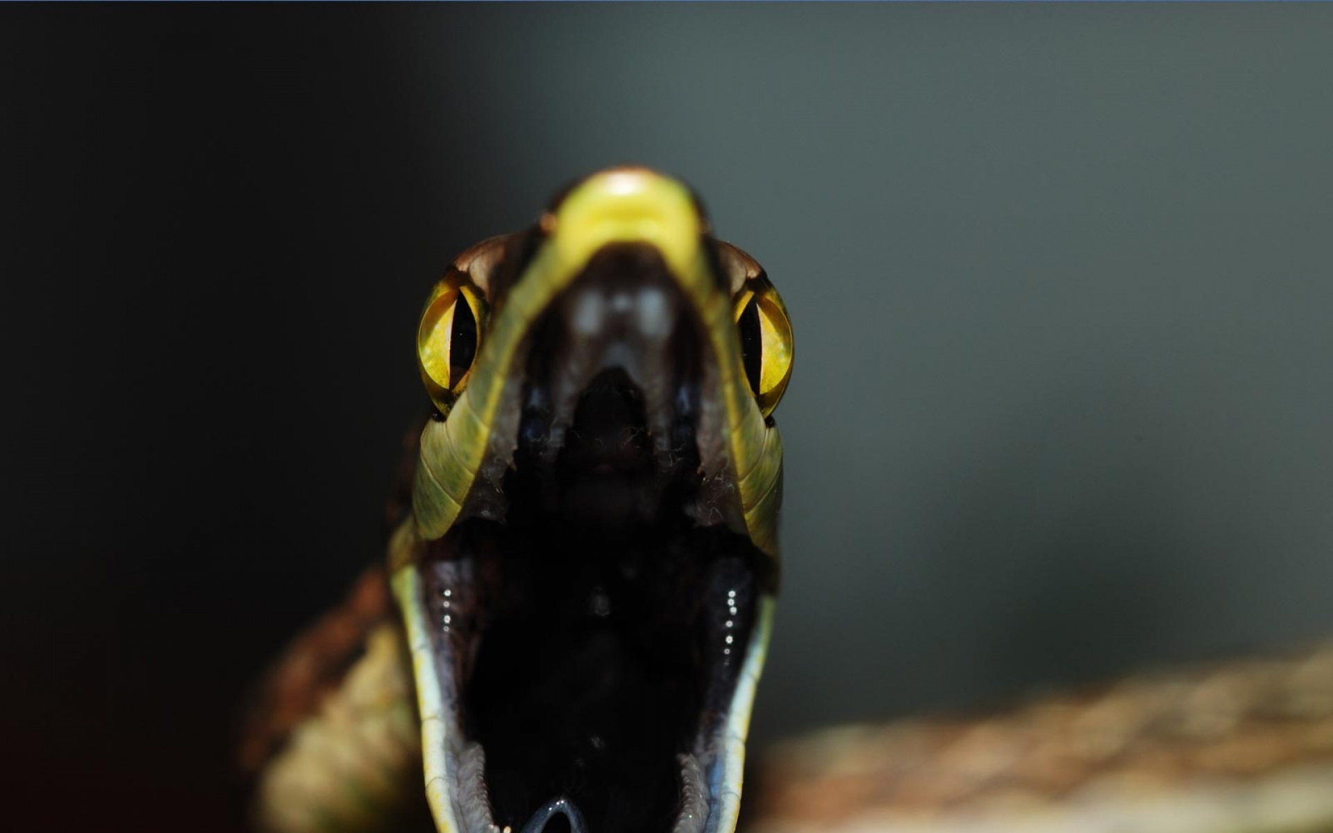 世界地理,动物,高清,2012Y十一月03D,儿童桌面专用