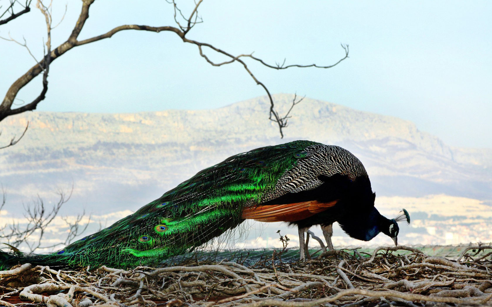 鸟类,孔雀,小鸟天地,儿童桌面专用