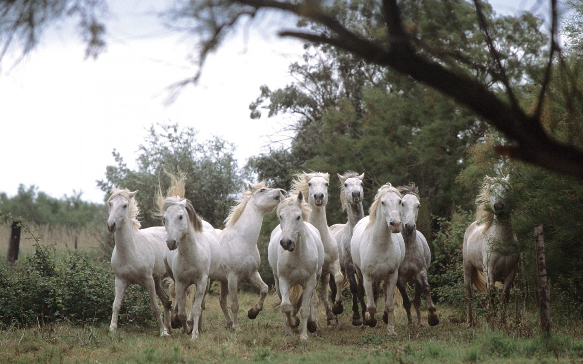 骏马,马,动物,宽屏,2012Y十月31D,儿童桌面专用