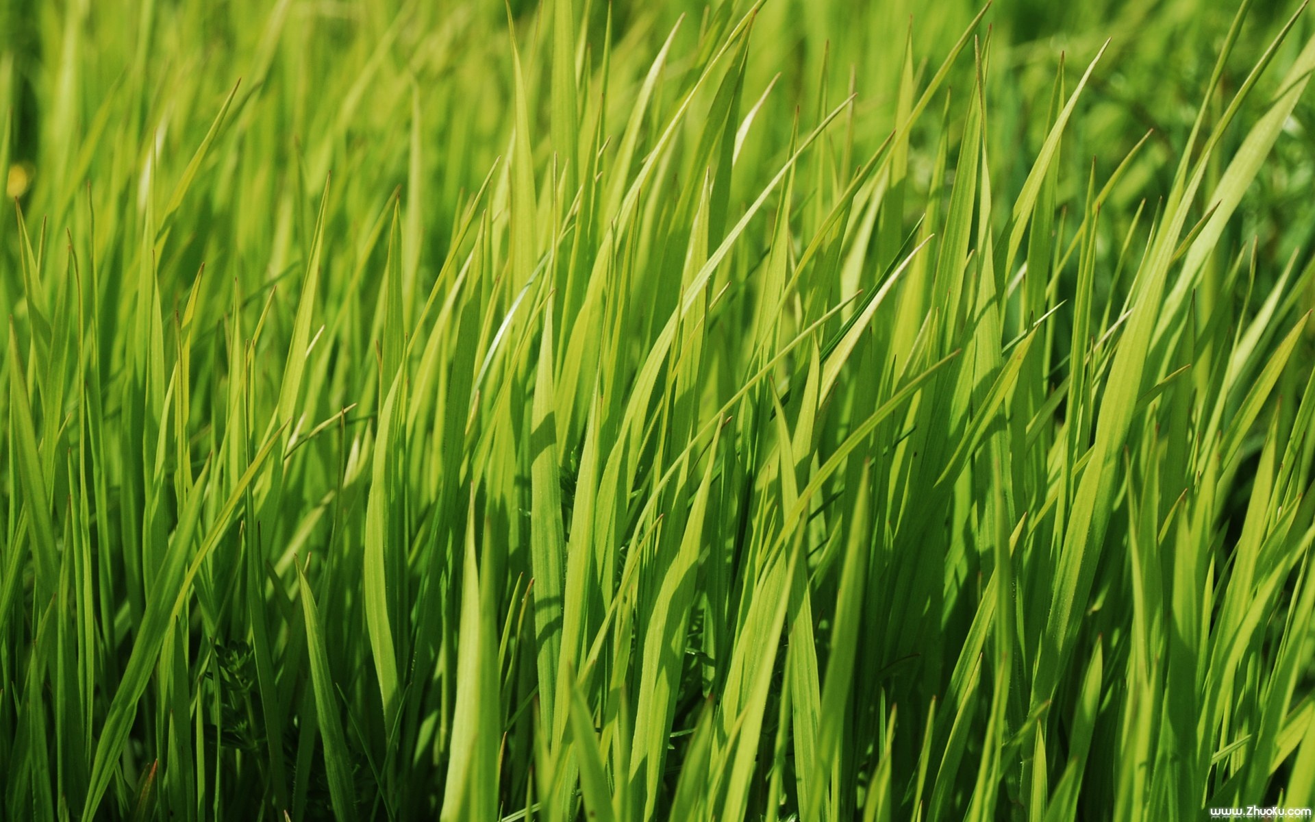 小清新,舒缓压力,绿色,儿童桌面专用