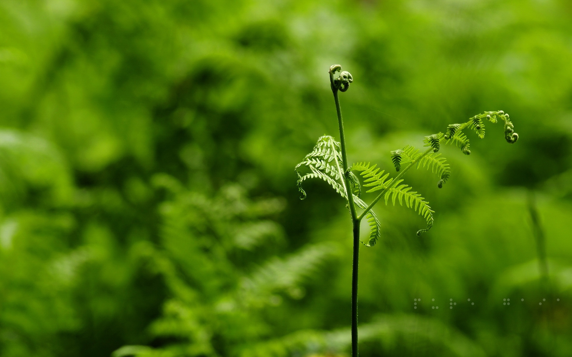 小清新,护眼壁纸,绿色,儿童桌面专用