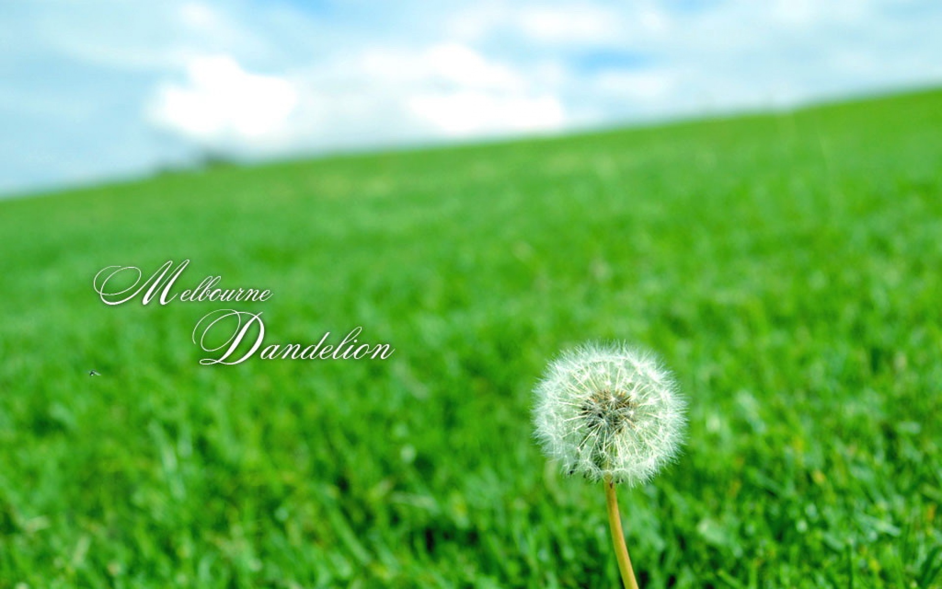 小清新,清新淡雅,绿色,儿童桌面专用