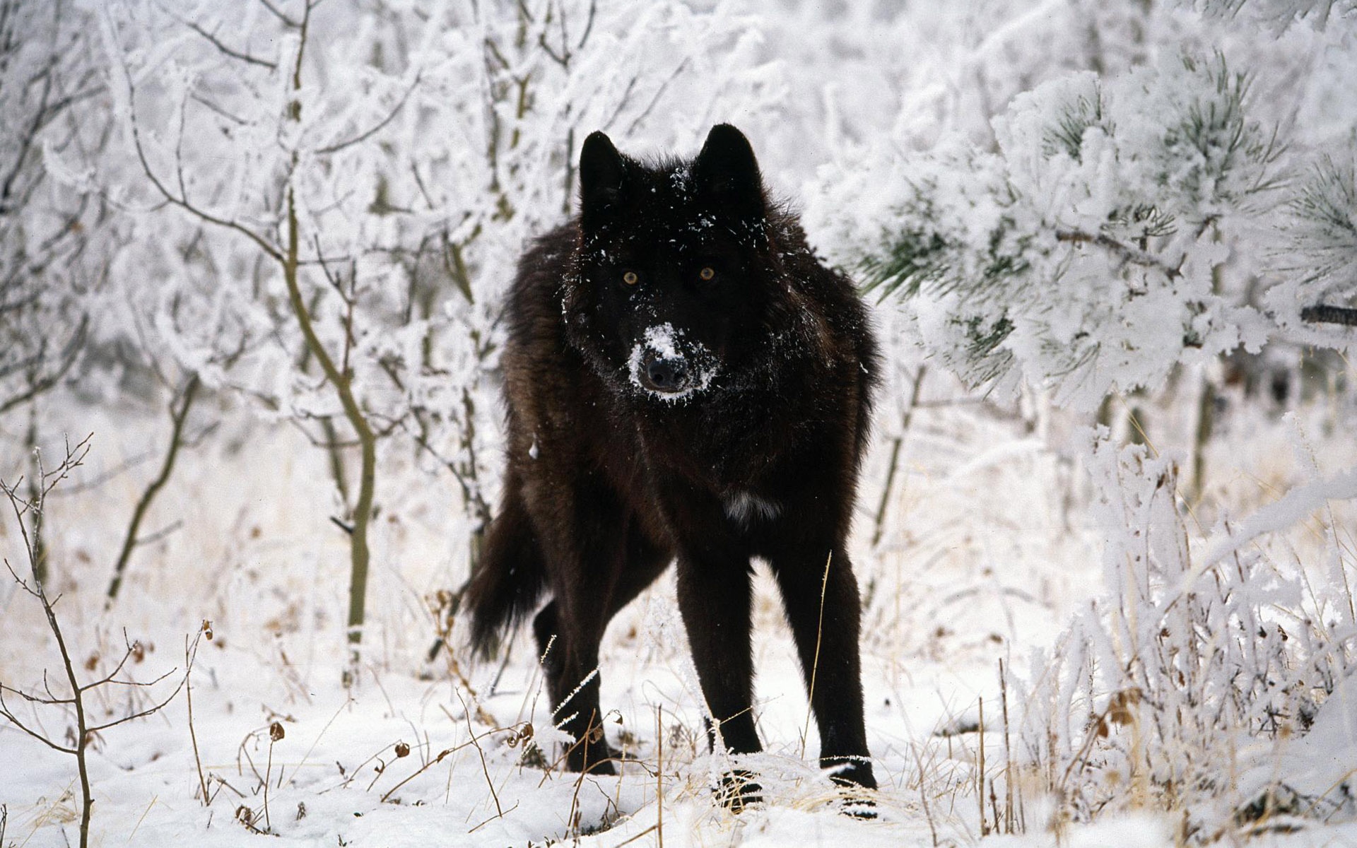 宽屏,动物,2012Y十一月05D,儿童桌面专用