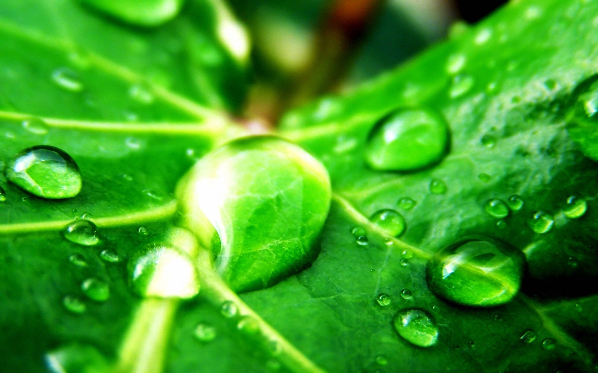 小清新,舒缓压力,绿色,儿童桌面专用